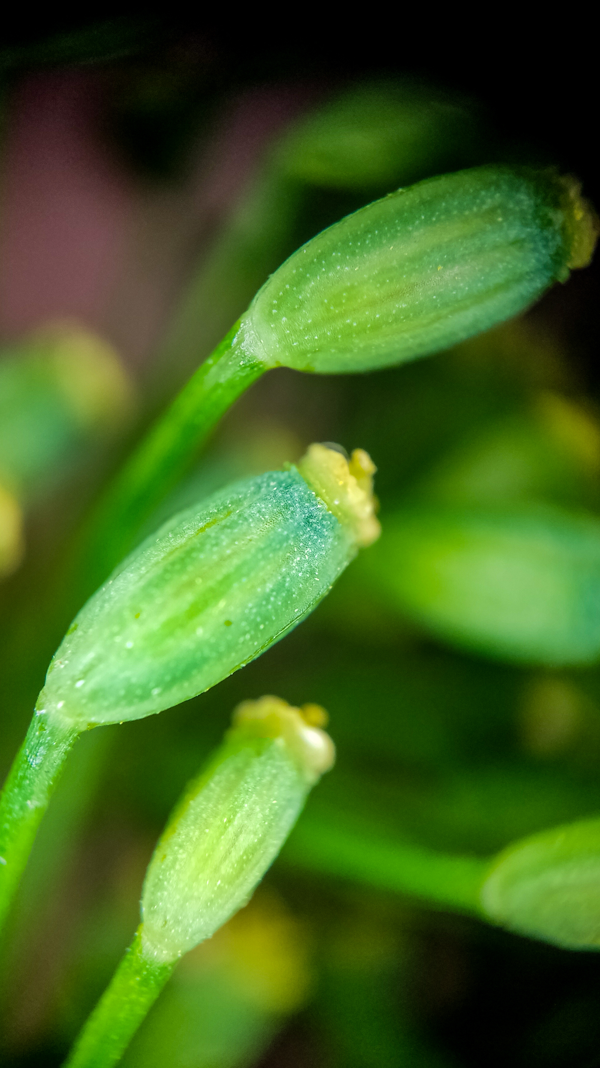 Photo project Let's take a closer look post No. 74. Green dill - My, Soup, Men's cooking, Cooking, The photo, Microfilming, Macro photography, Garden, Bloom, Nature, Gardening, Plants, Longpost