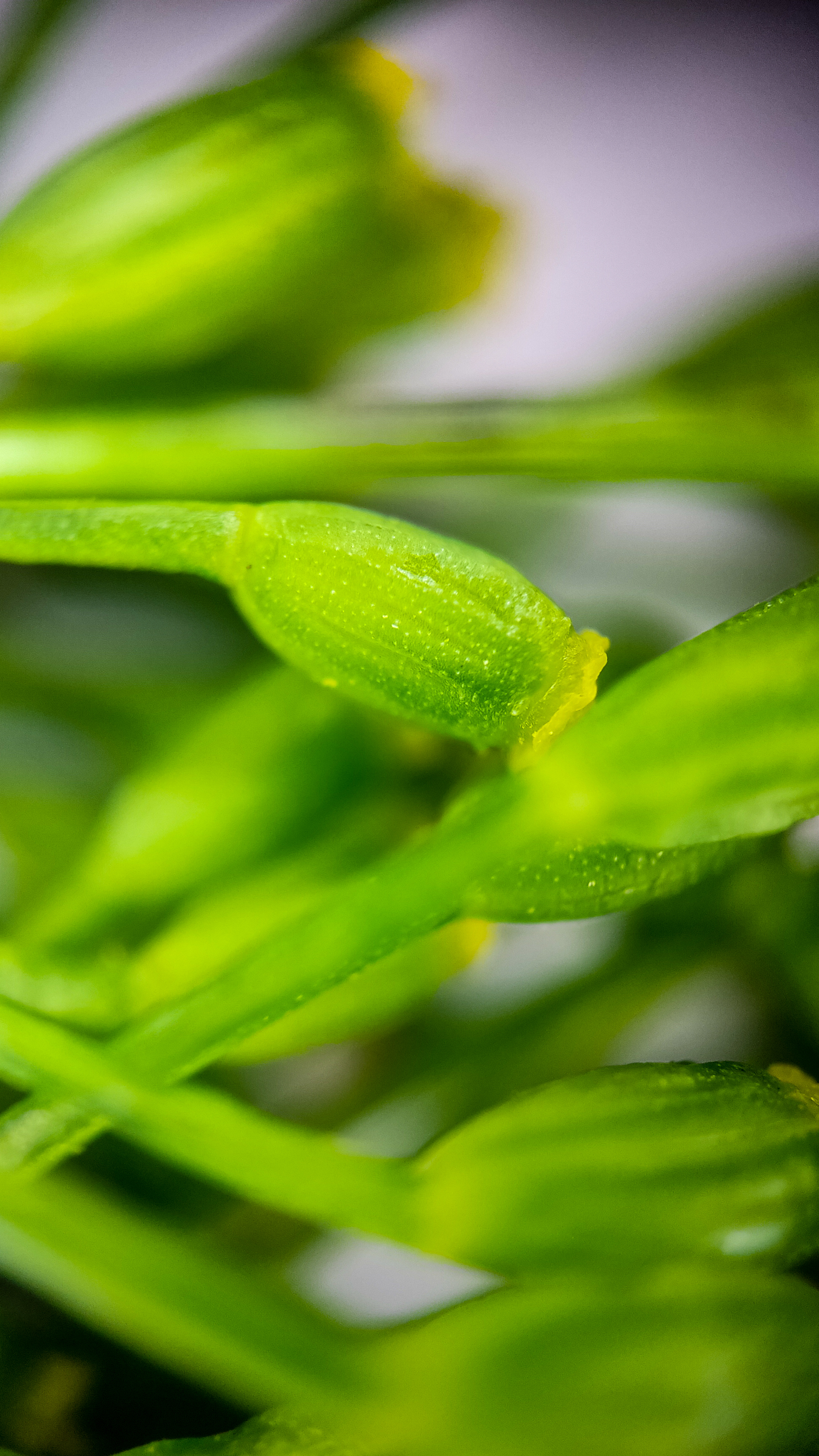 Photo project Let's take a closer look post No. 74. Green dill - My, Soup, Men's cooking, Cooking, The photo, Microfilming, Macro photography, Garden, Bloom, Nature, Gardening, Plants, Longpost