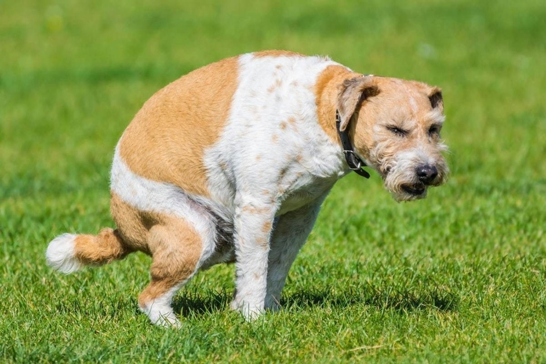 Bill on fines for dog excrement reveals a lot of problems - Dog lovers, Fine, Longpost