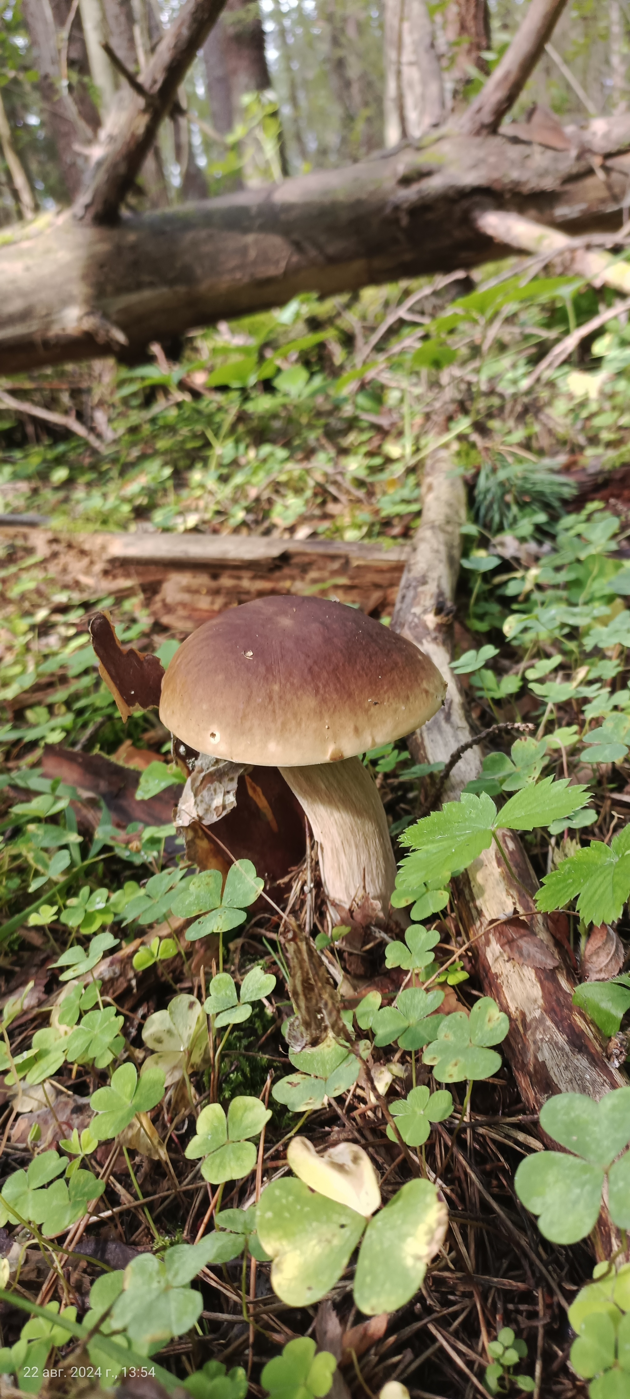 I would like to share photos, how beautiful it is in the forest - My, Mobile photography, The photo, Forest, Mushrooms, The nature of Russia, Longpost