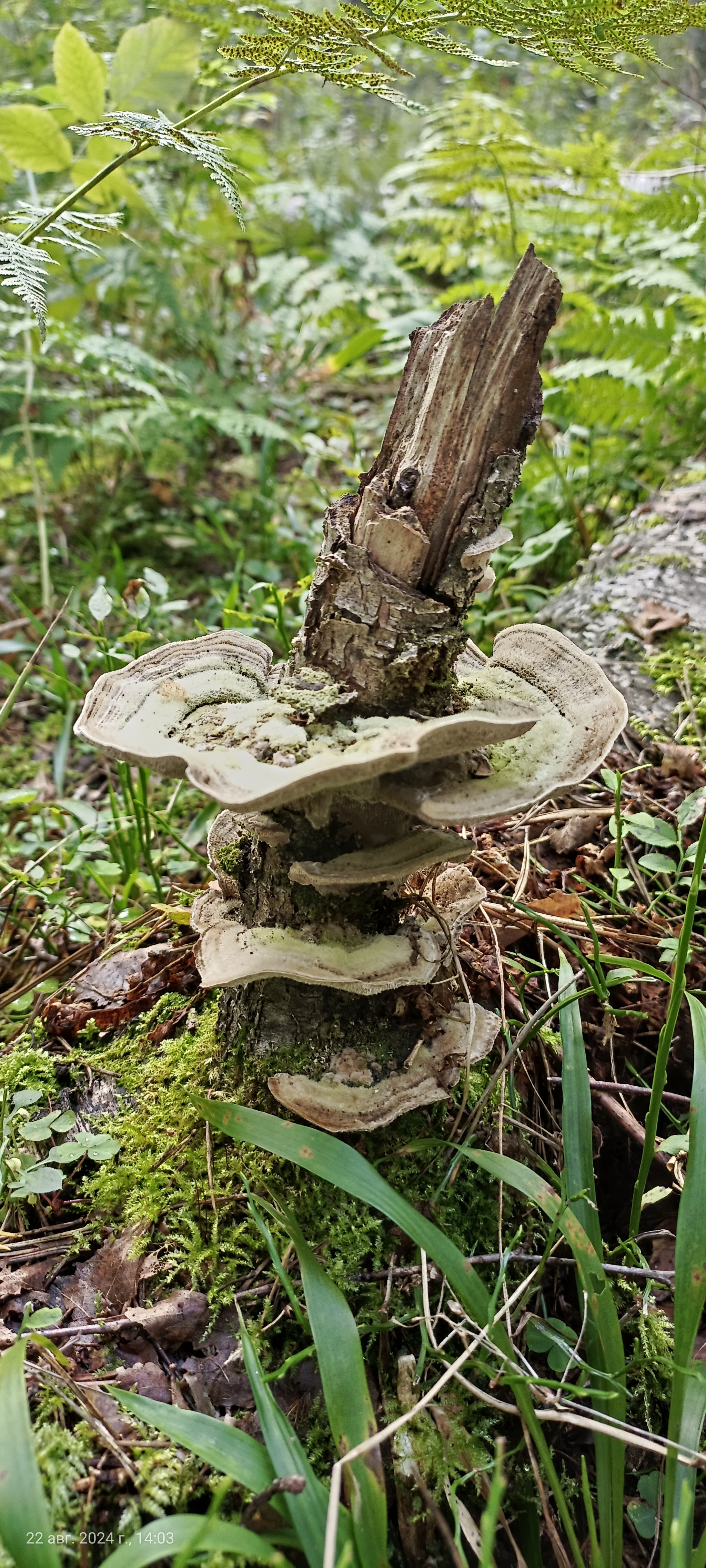 I would like to share photos, how beautiful it is in the forest - My, Mobile photography, The photo, Forest, Mushrooms, The nature of Russia, Longpost