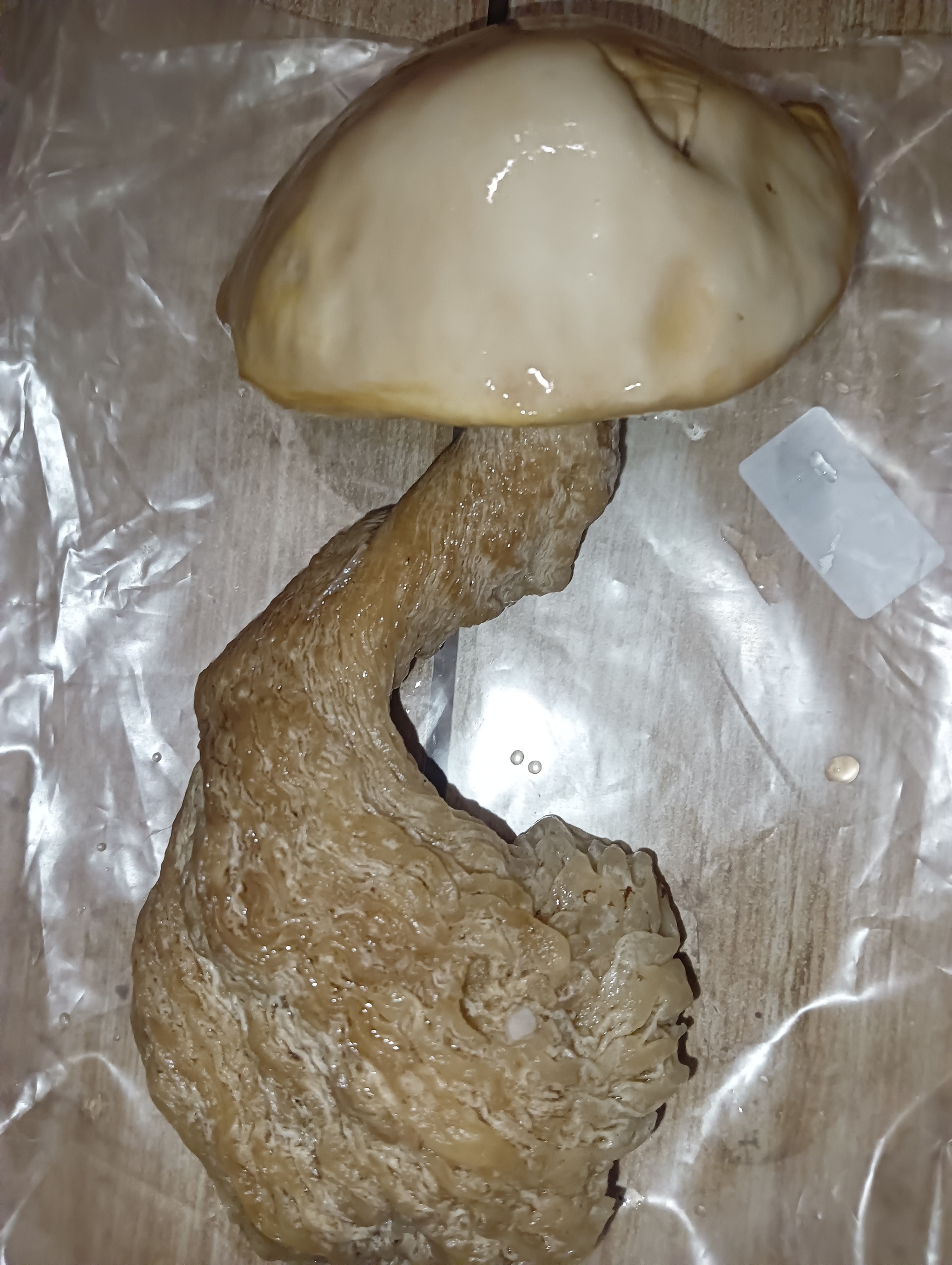 Who knows what kind of mushroom? - My, Mushrooms, Mushroom pickers, Longpost