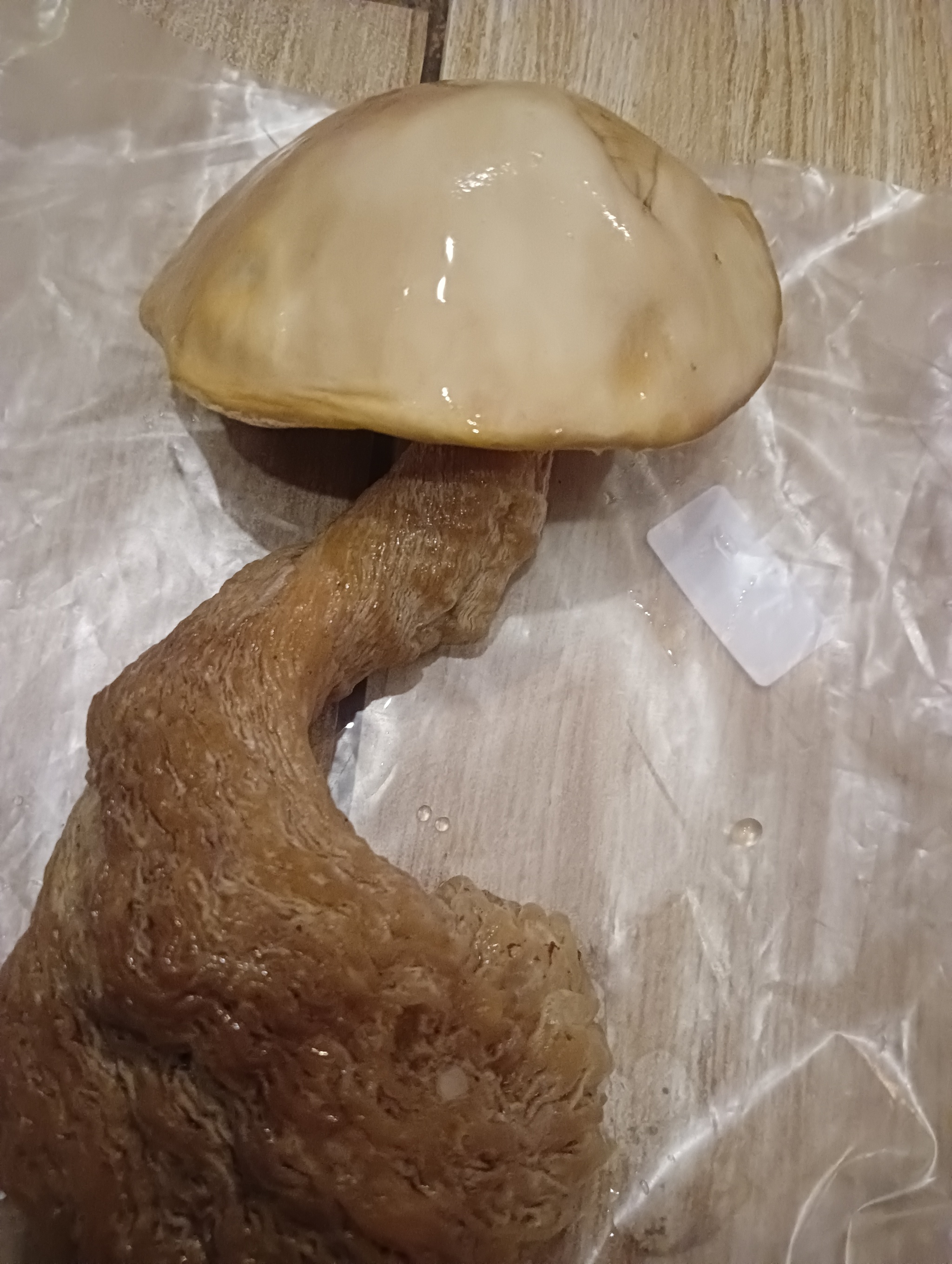 Who knows what kind of mushroom? - My, Mushrooms, Mushroom pickers, Longpost