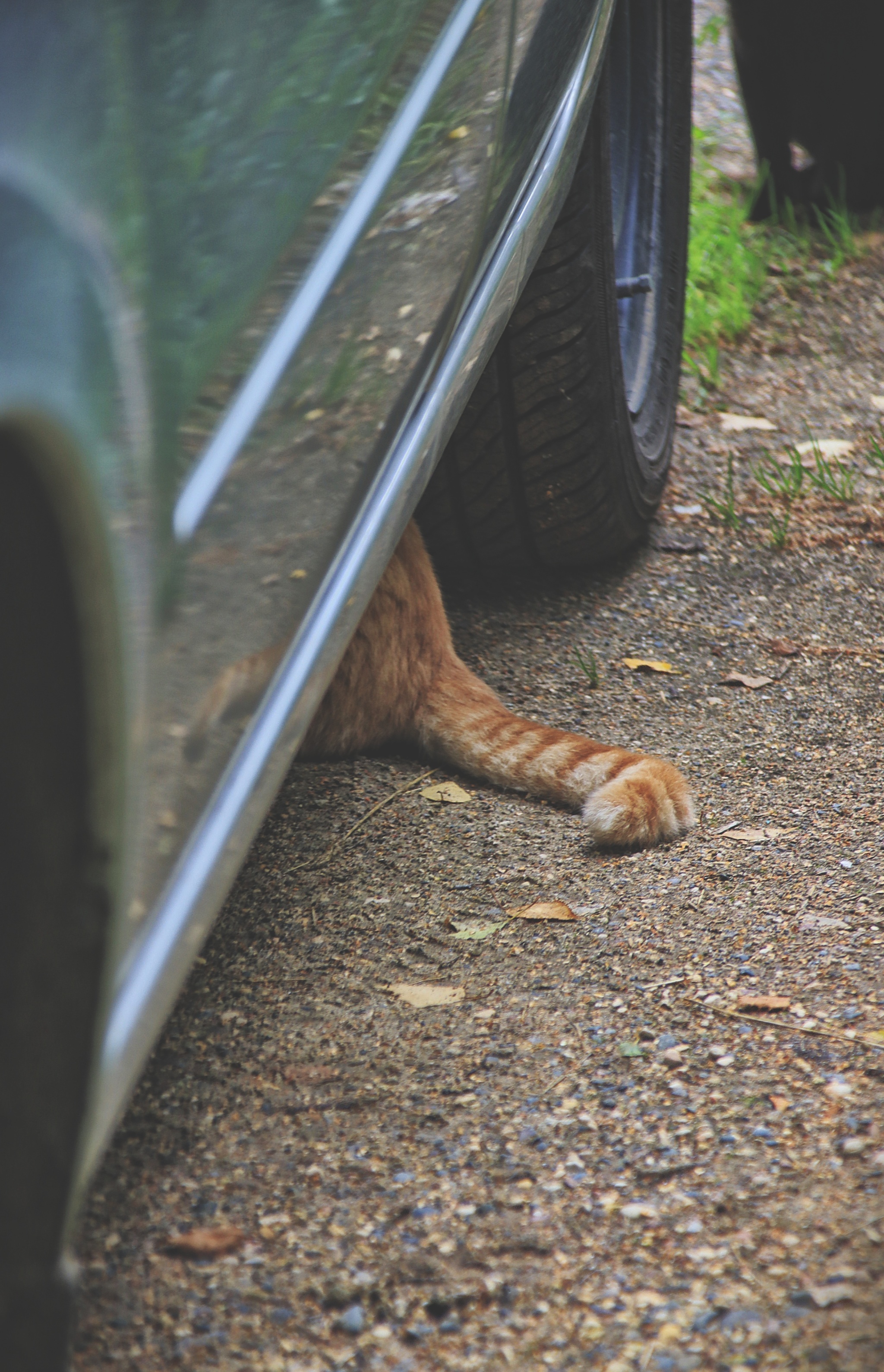 Cats and cats (4) - My, cat, Sheksna, Vologodskaya Oblast, Summer, Canon, Longpost, The photo