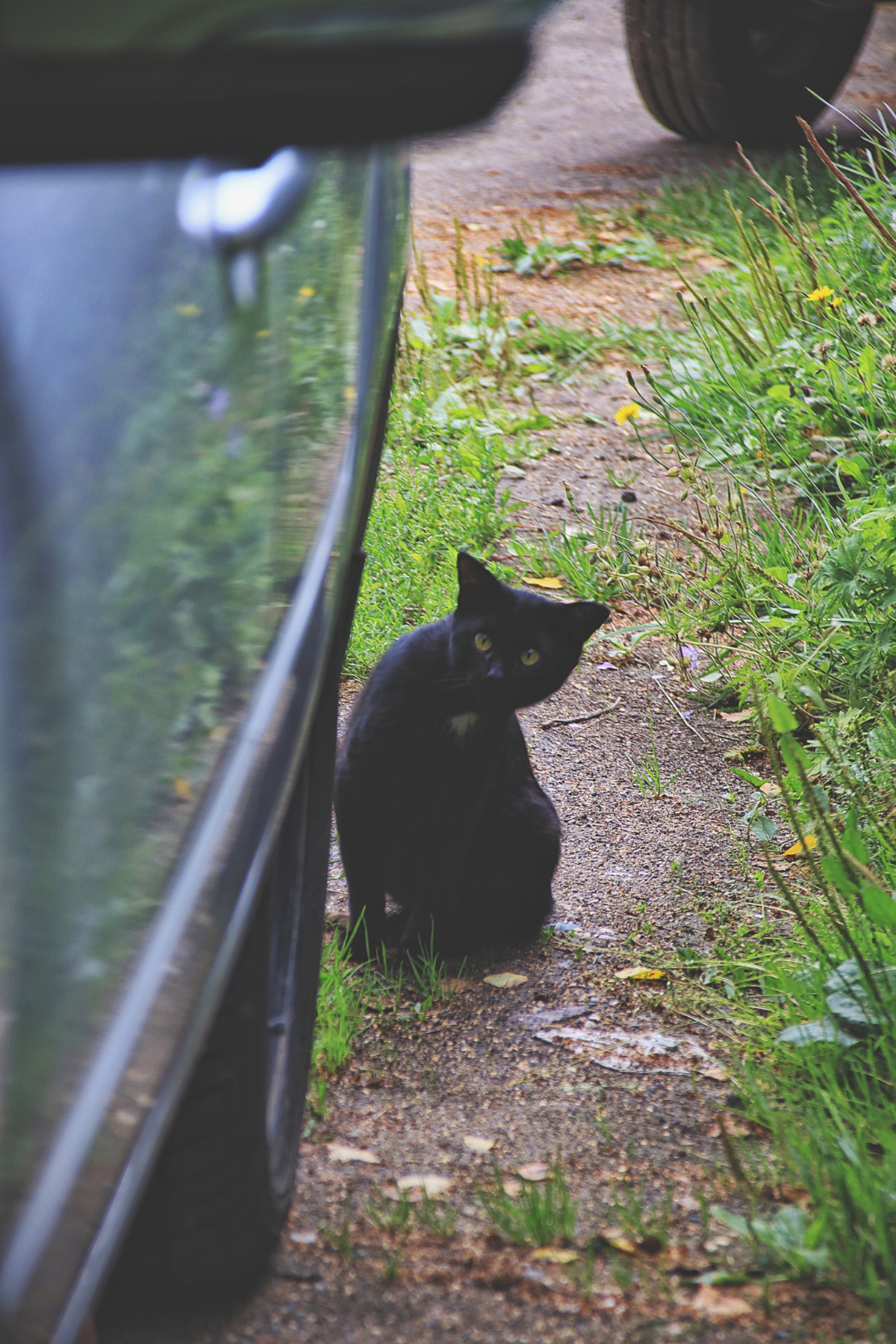 Cats and cats (4) - My, cat, Sheksna, Vologodskaya Oblast, Summer, Canon, Longpost, The photo