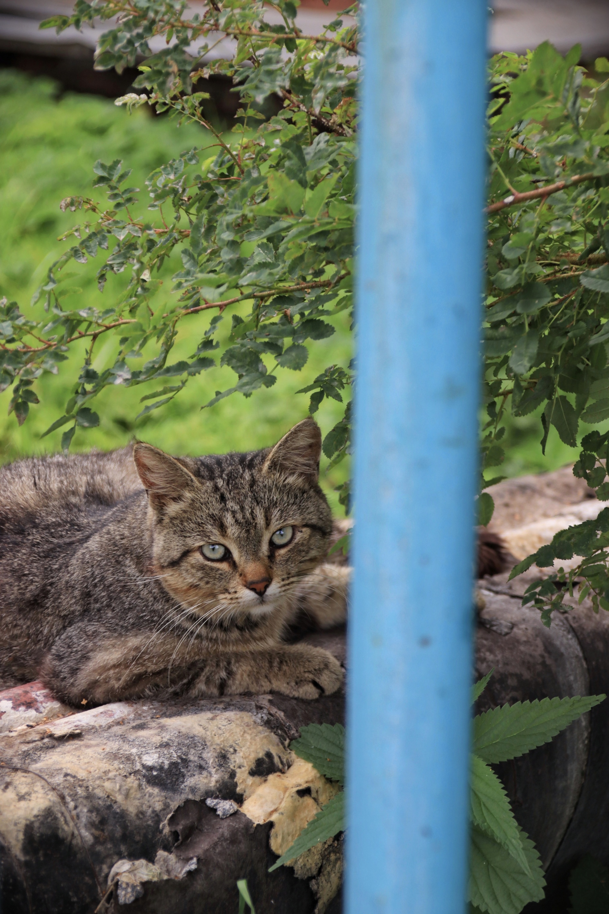 Коты и кошки (3) - Моё, Вологодская область, Шексна, Кот, Длиннопост, Фотография