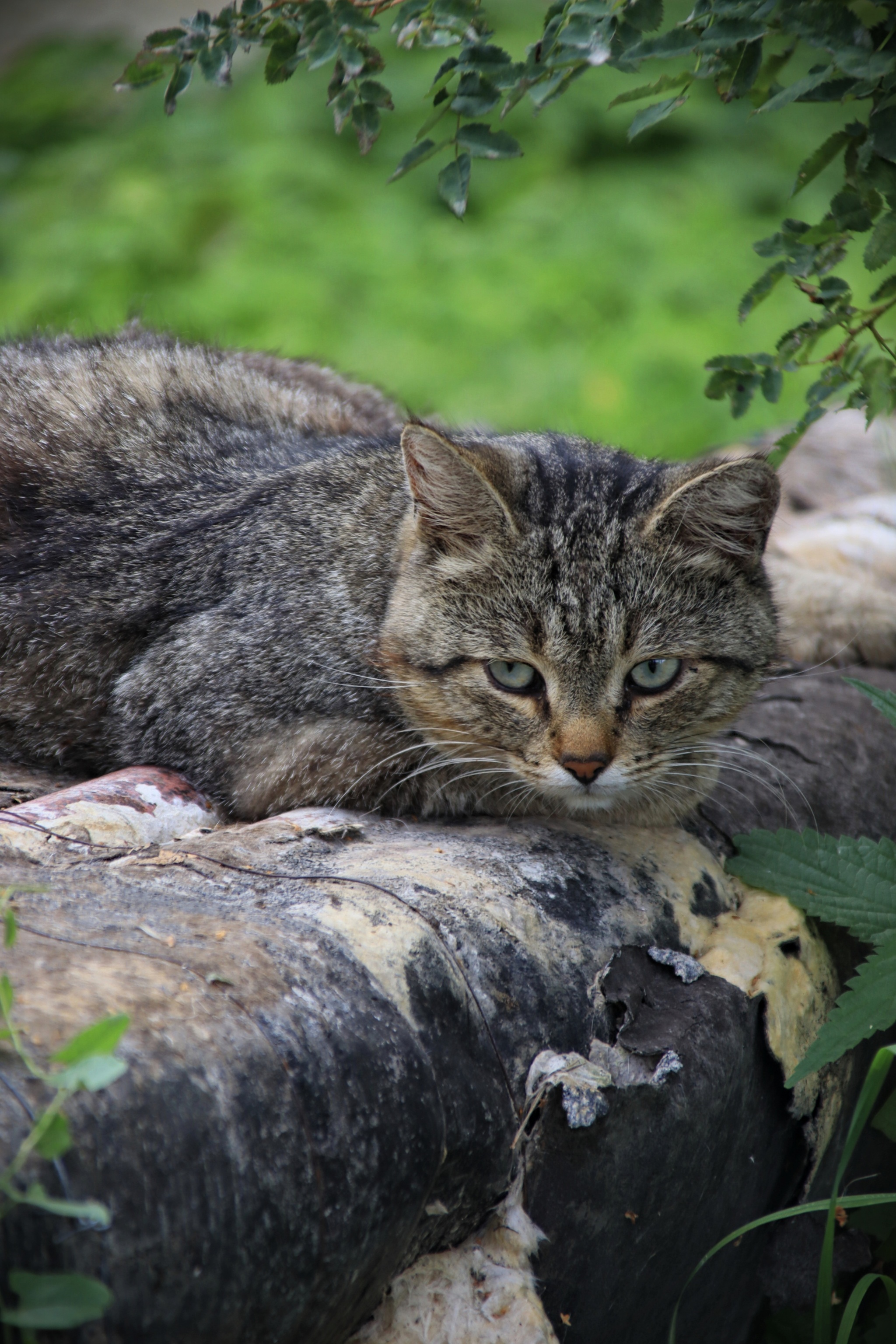 Коты и кошки (3) - Моё, Вологодская область, Шексна, Кот, Длиннопост, Фотография