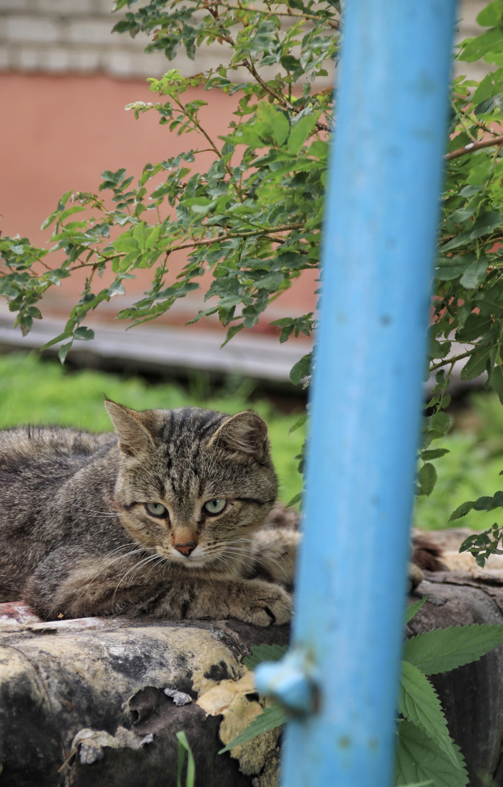 Коты и кошки (3) - Моё, Вологодская область, Шексна, Кот, Длиннопост, Фотография