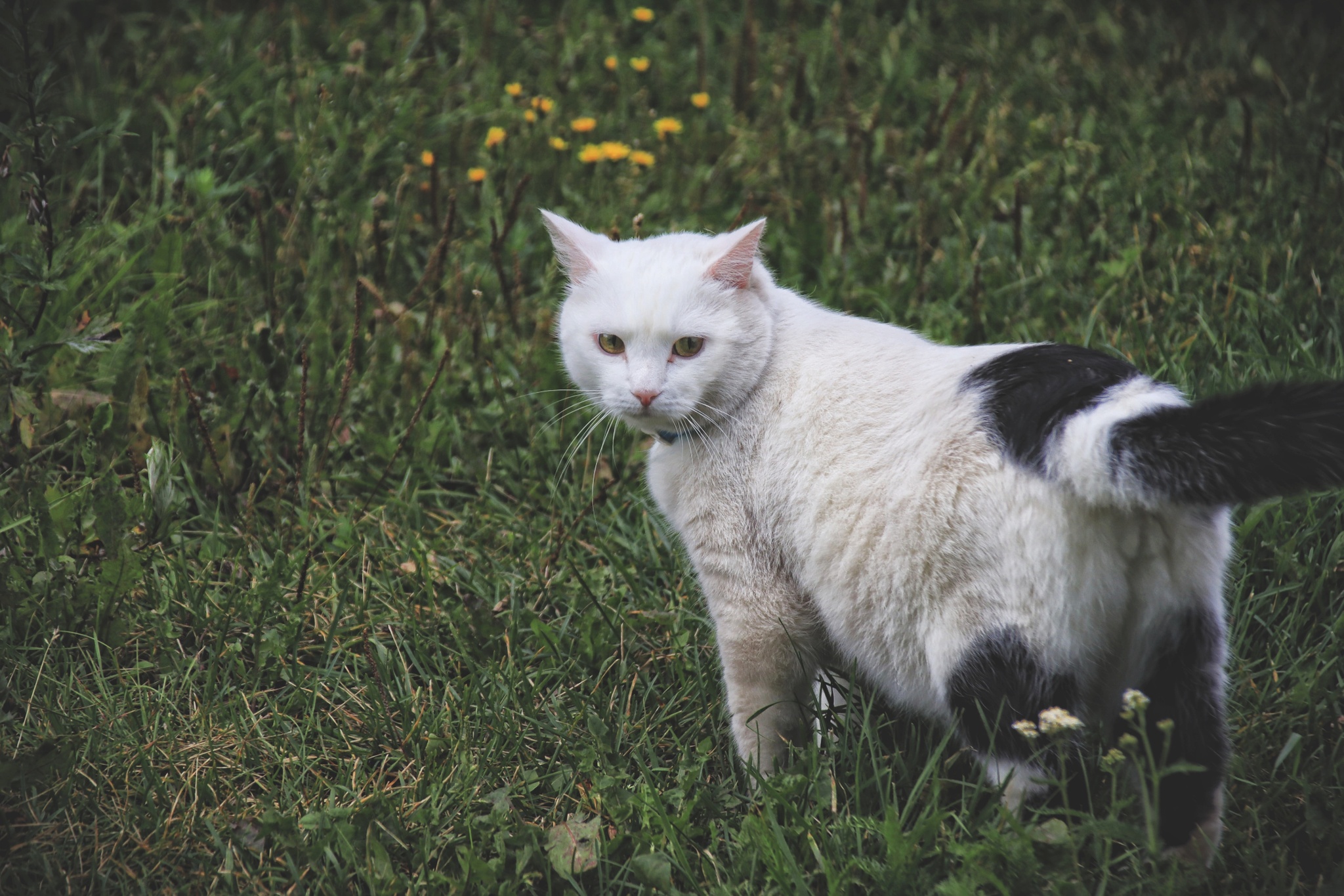 Cats and cats (4) - My, cat, Sheksna, Vologodskaya Oblast, Summer, Canon, Longpost, The photo