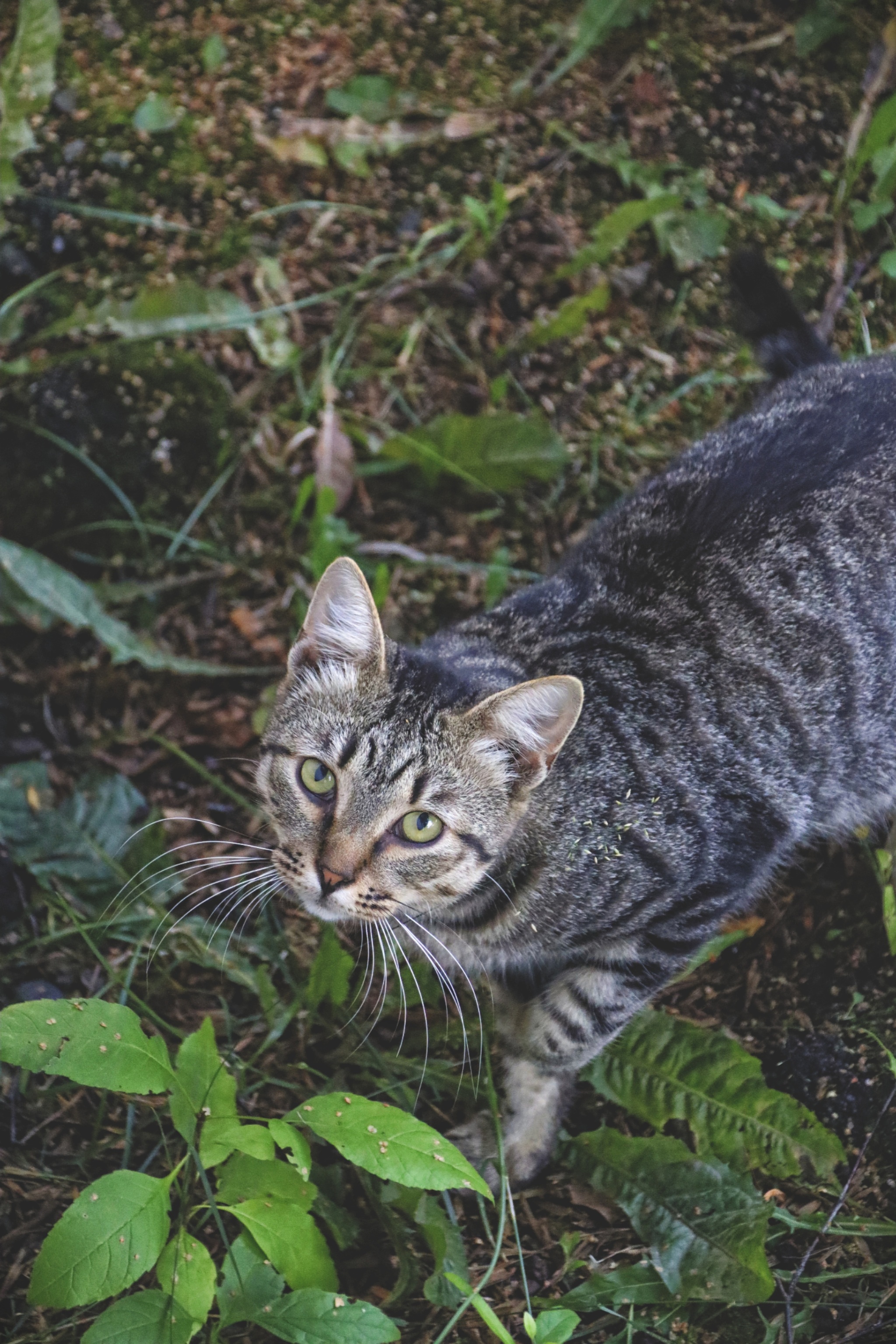 Cats and cats (4) - My, cat, Sheksna, Vologodskaya Oblast, Summer, Canon, Longpost, The photo