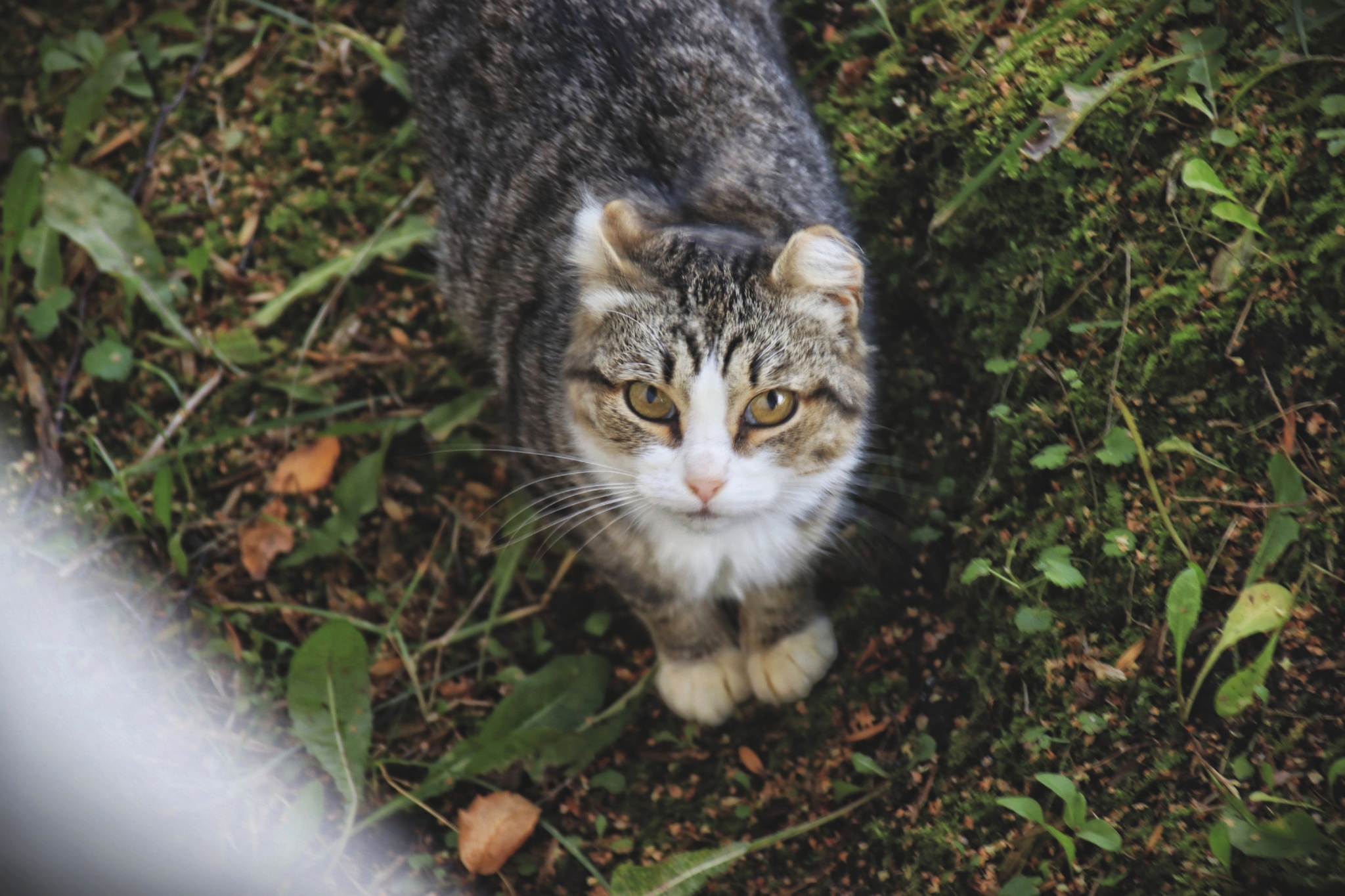 Cats and cats (4) - My, cat, Sheksna, Vologodskaya Oblast, Summer, Canon, Longpost, The photo