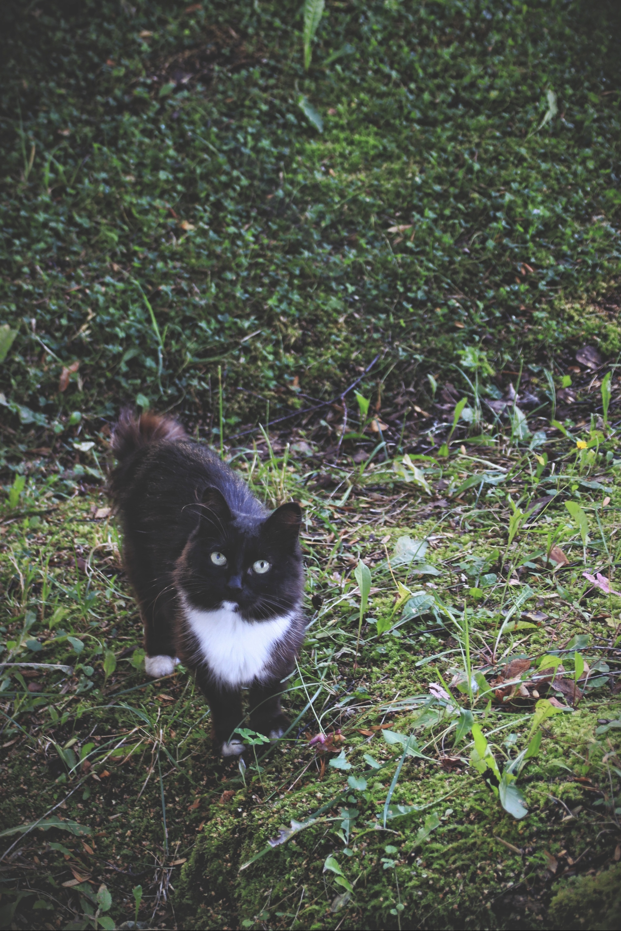 Cats and cats (4) - My, cat, Sheksna, Vologodskaya Oblast, Summer, Canon, Longpost, The photo