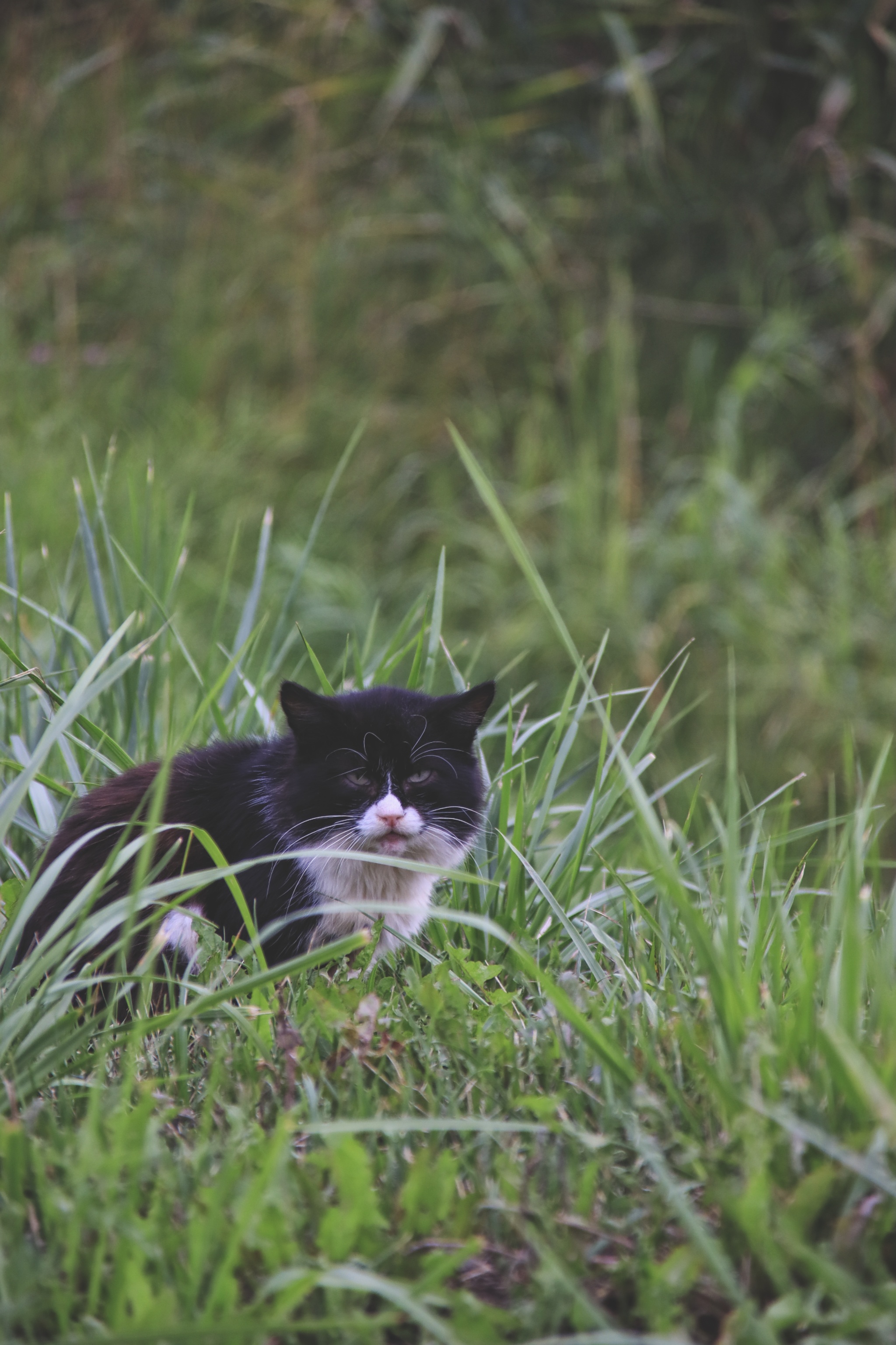 Cats and cats (4) - My, cat, Sheksna, Vologodskaya Oblast, Summer, Canon, Longpost, The photo