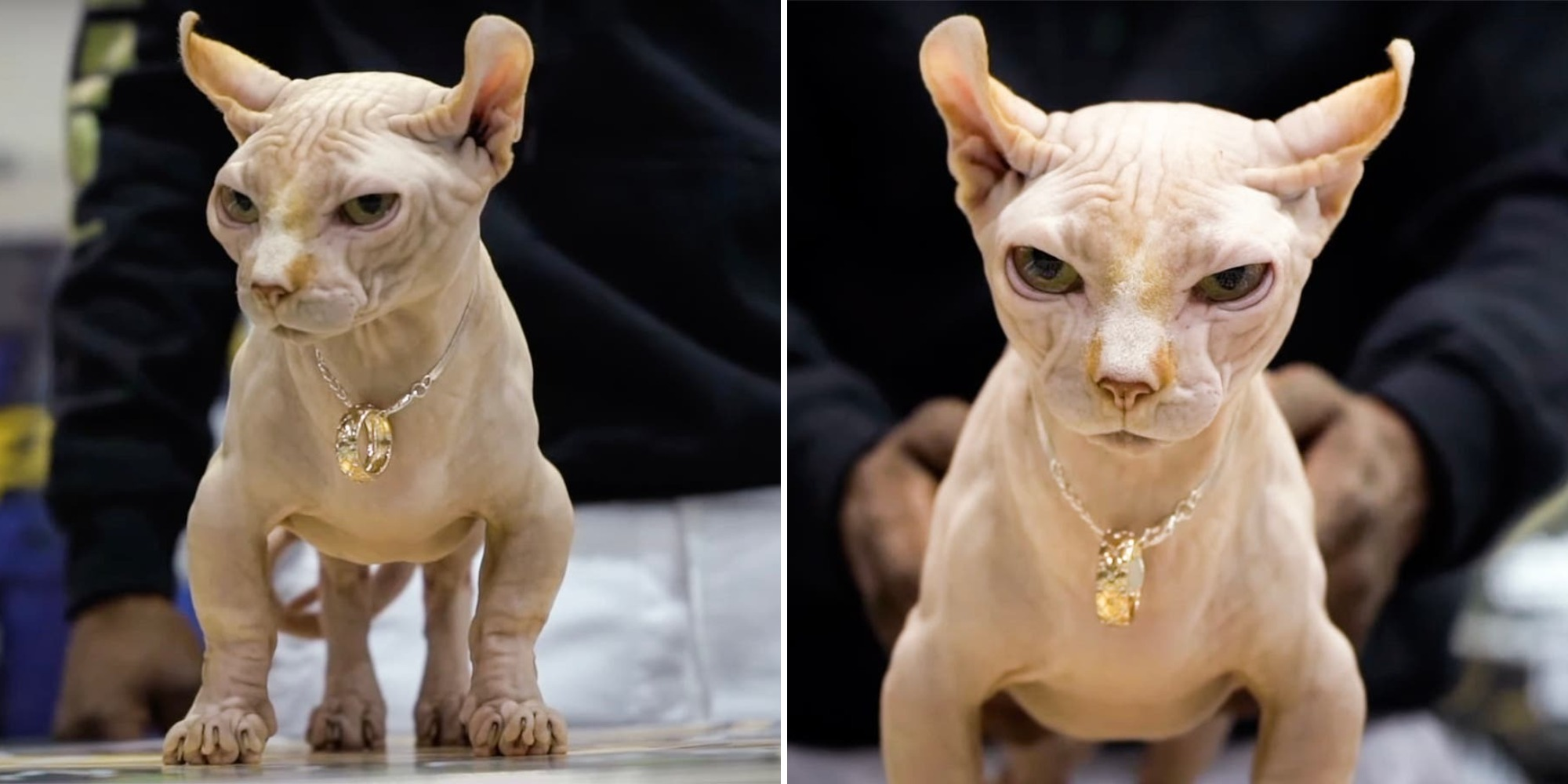 New breed of bulldog cats Bully Cat - cat, Pet the cat