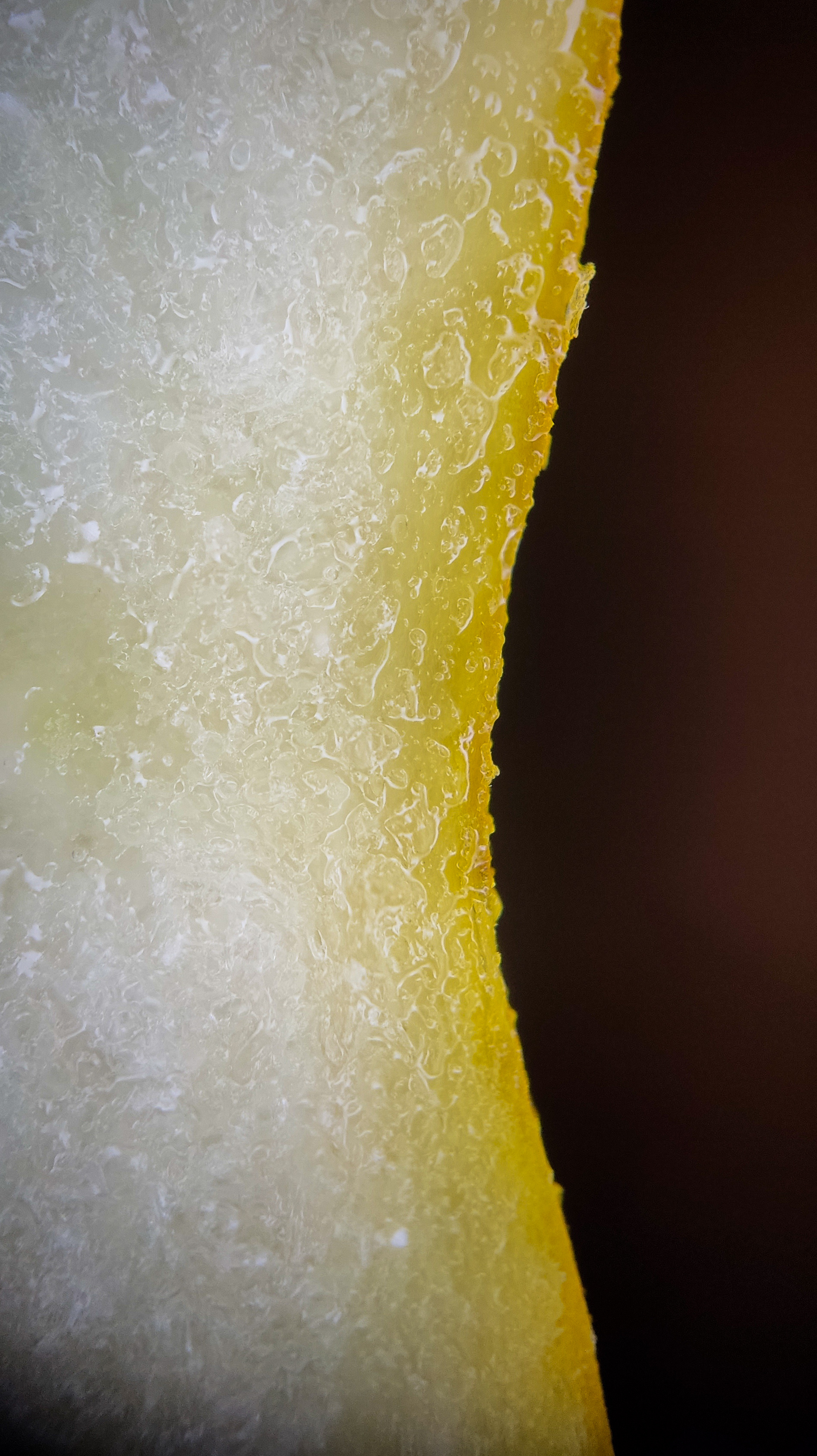 Photo project Let's take a closer look post No. 75. Melon - My, Bloom, Macro photography, Nature, The photo, Melon, Beautiful view, The nature of Russia, Plants, Longpost