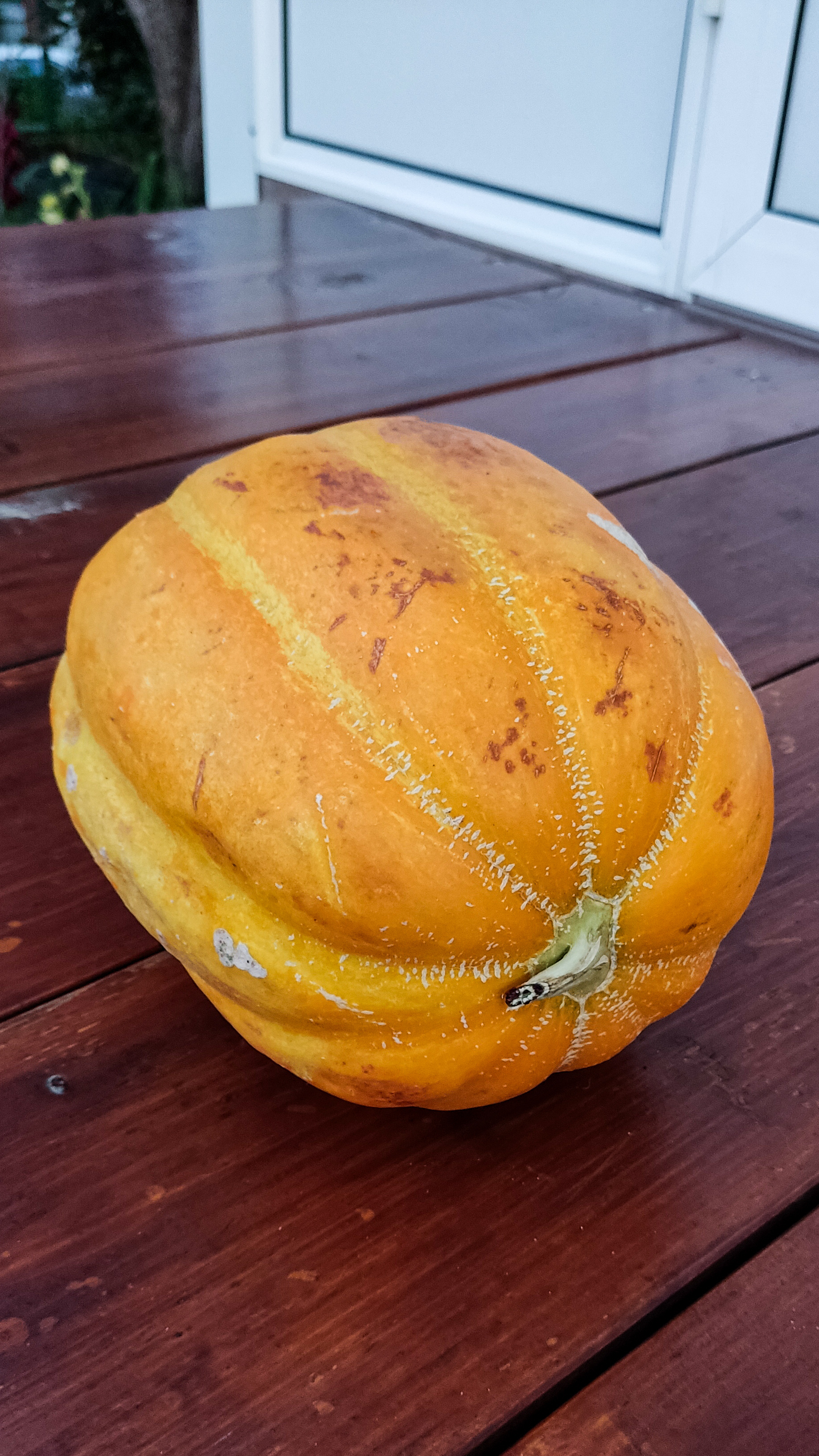 Photo project Let's take a closer look post No. 75. Melon - My, Bloom, Macro photography, Nature, The photo, Melon, Beautiful view, The nature of Russia, Plants, Longpost