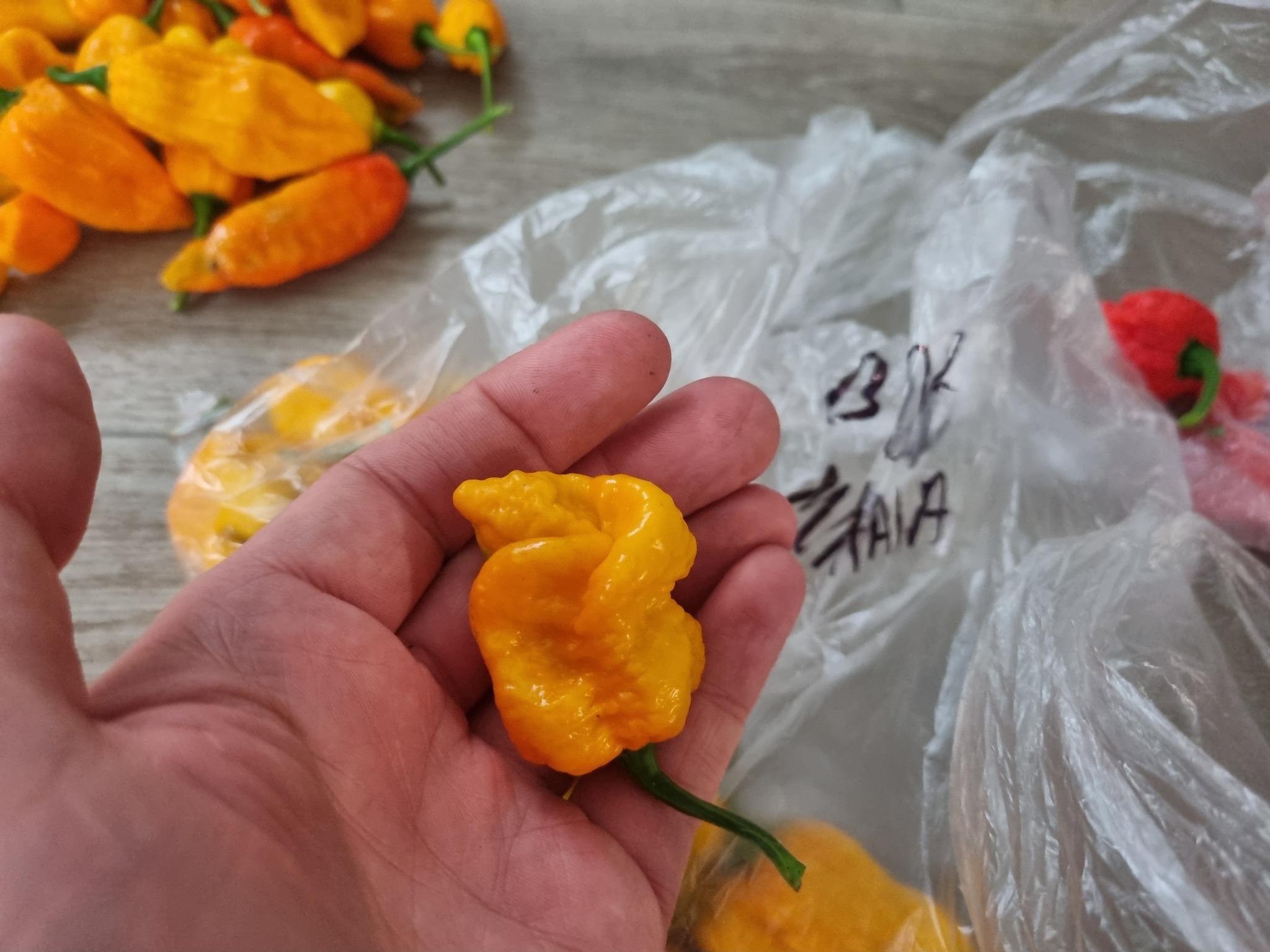 Interim results August 24 - My, Pepper, Hot peppers, Harvest, Acutely, Longpost