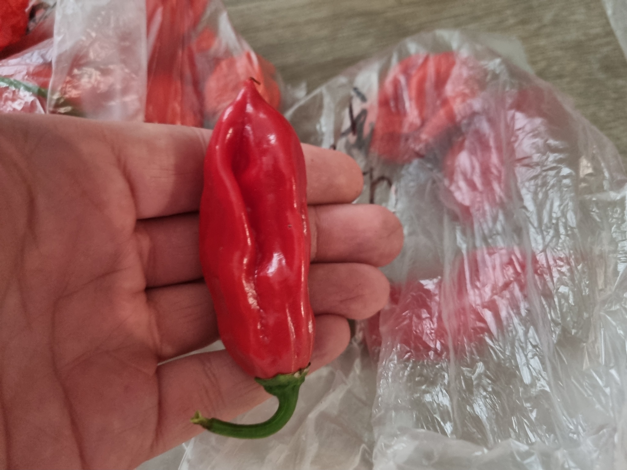 Interim results August 24 - My, Pepper, Hot peppers, Harvest, Acutely, Longpost