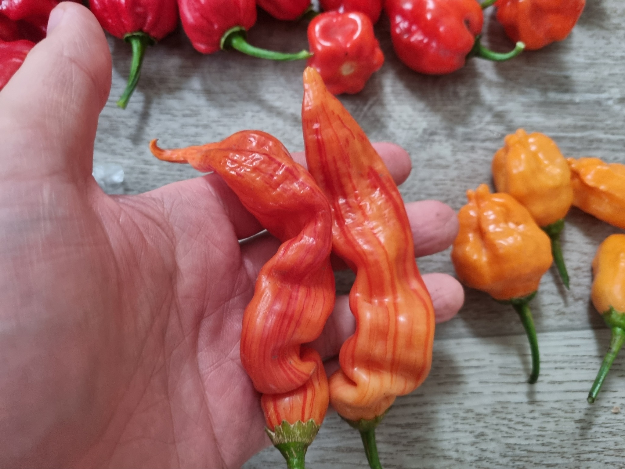 Interim results August 24 - My, Pepper, Hot peppers, Harvest, Acutely, Longpost