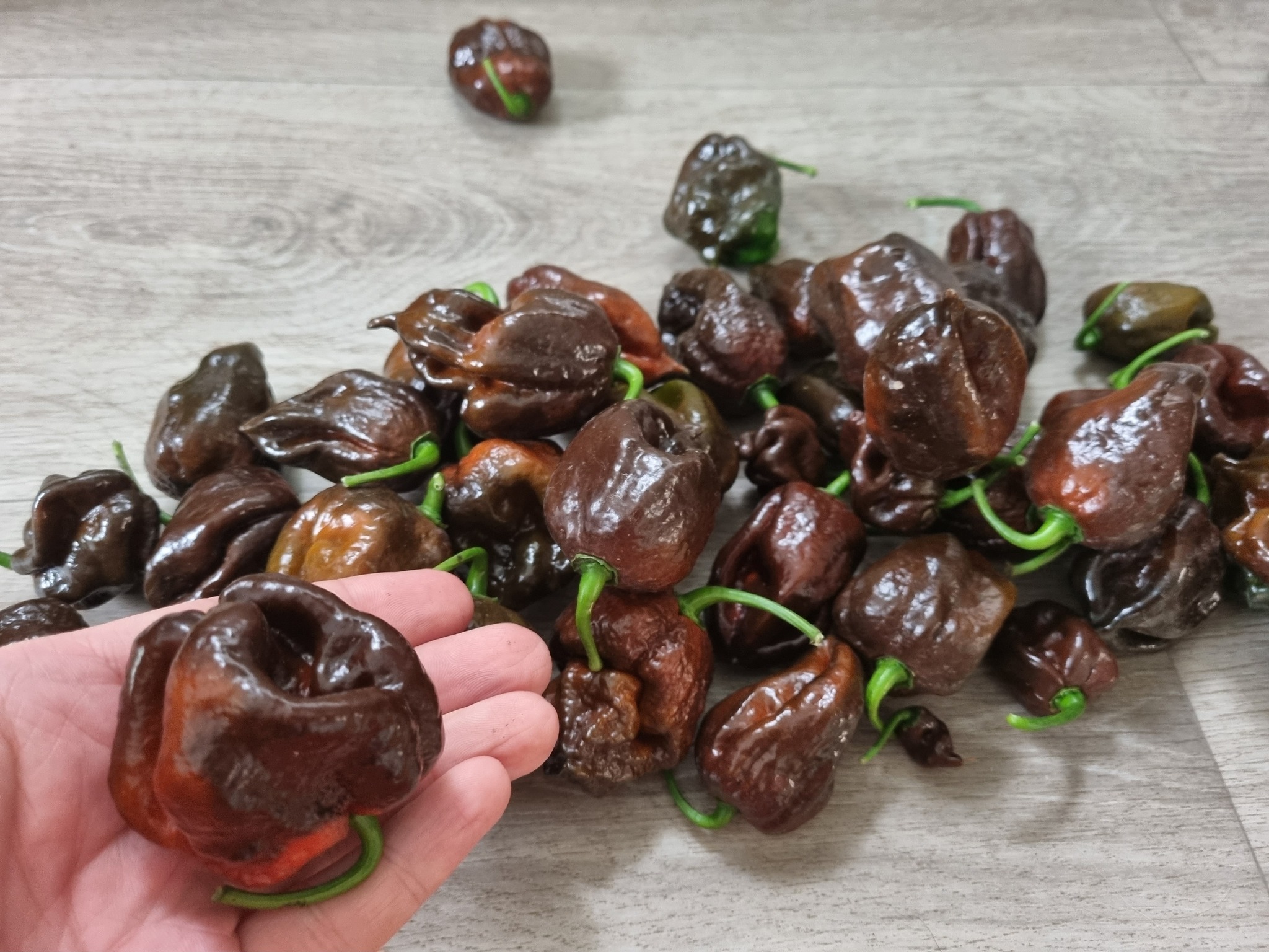 Interim results August 24 - My, Pepper, Hot peppers, Harvest, Acutely, Longpost