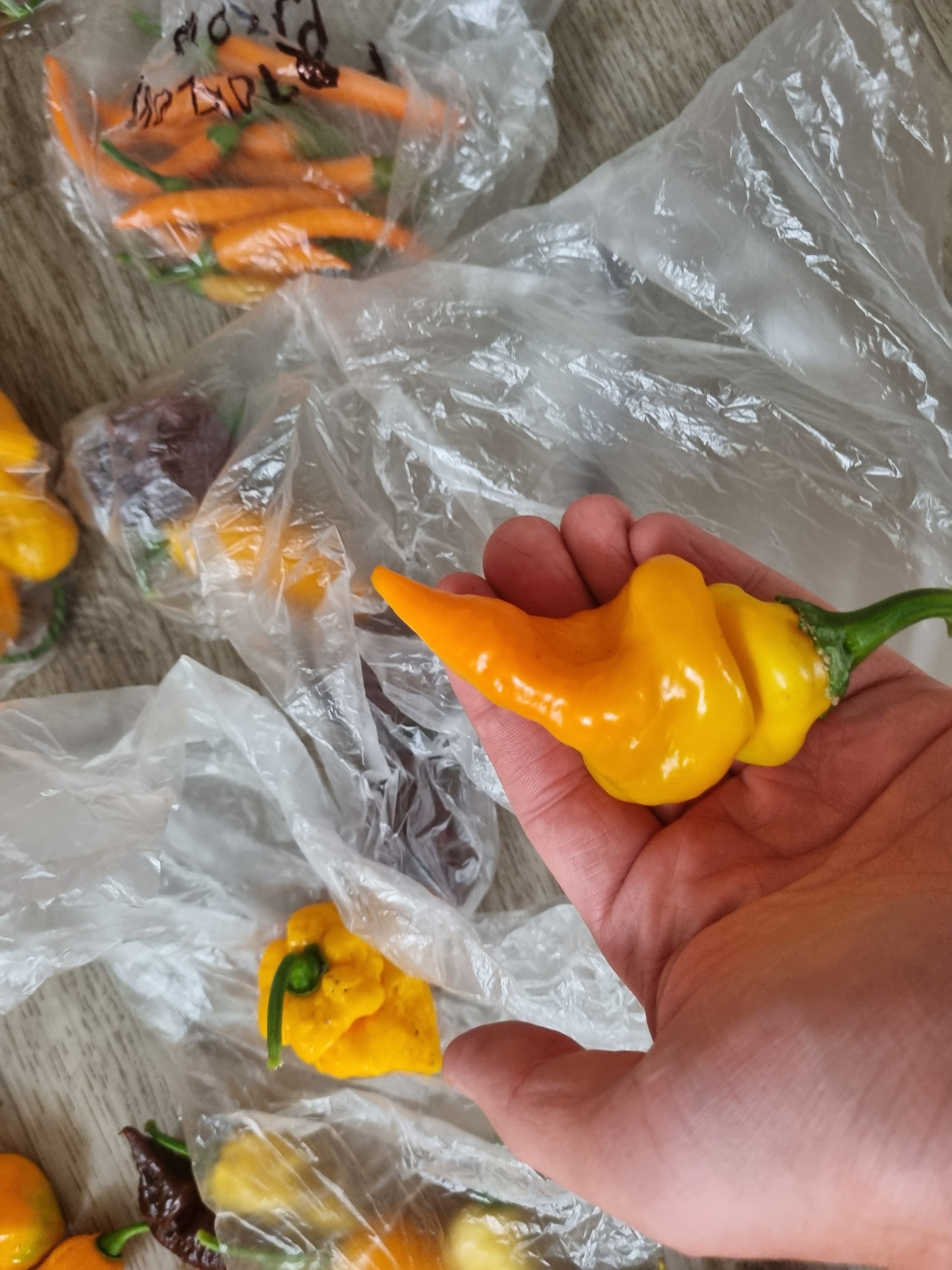 Interim results August 24 - My, Pepper, Hot peppers, Harvest, Acutely, Longpost