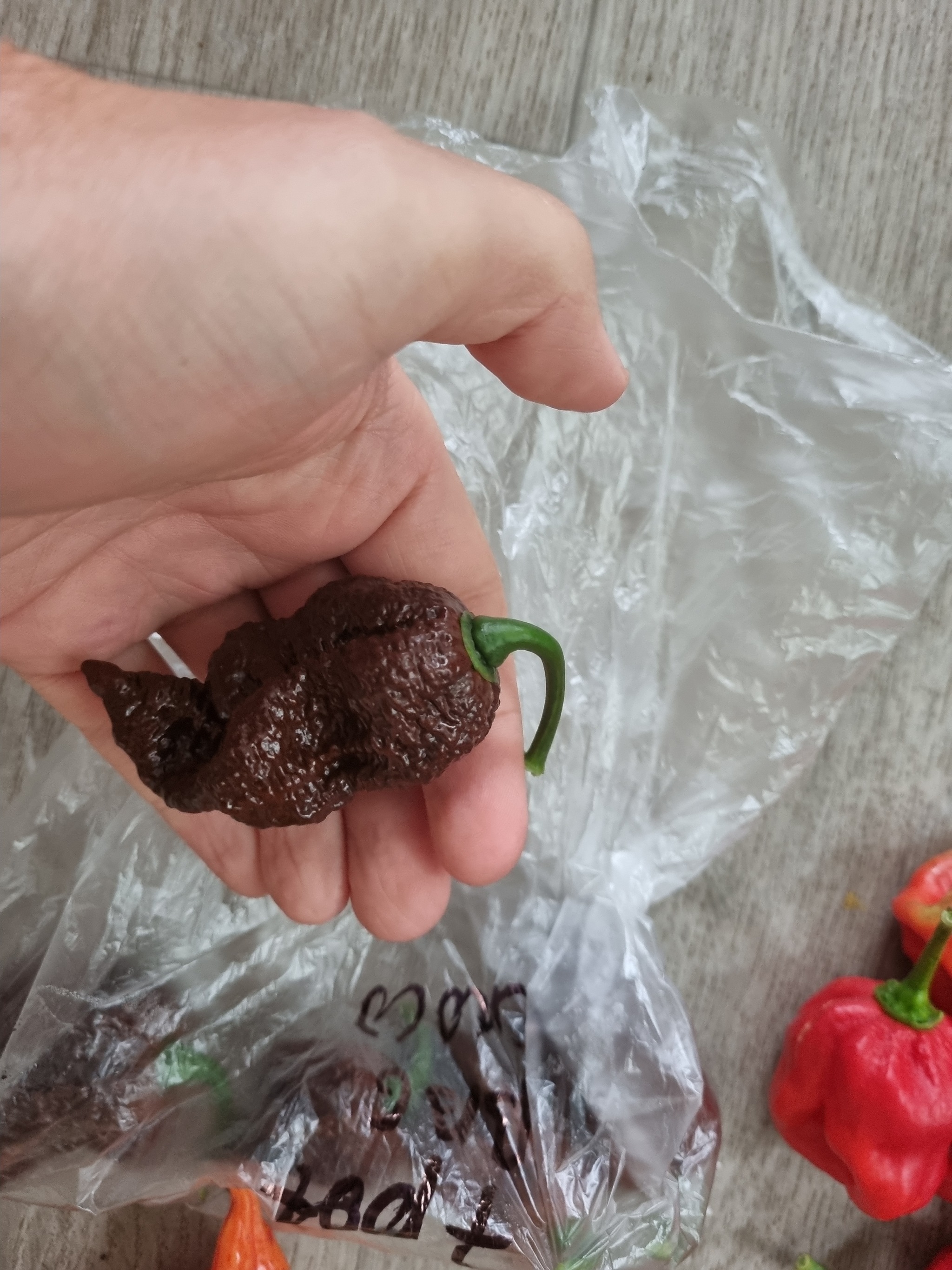 Interim results August 24 - My, Pepper, Hot peppers, Harvest, Acutely, Longpost