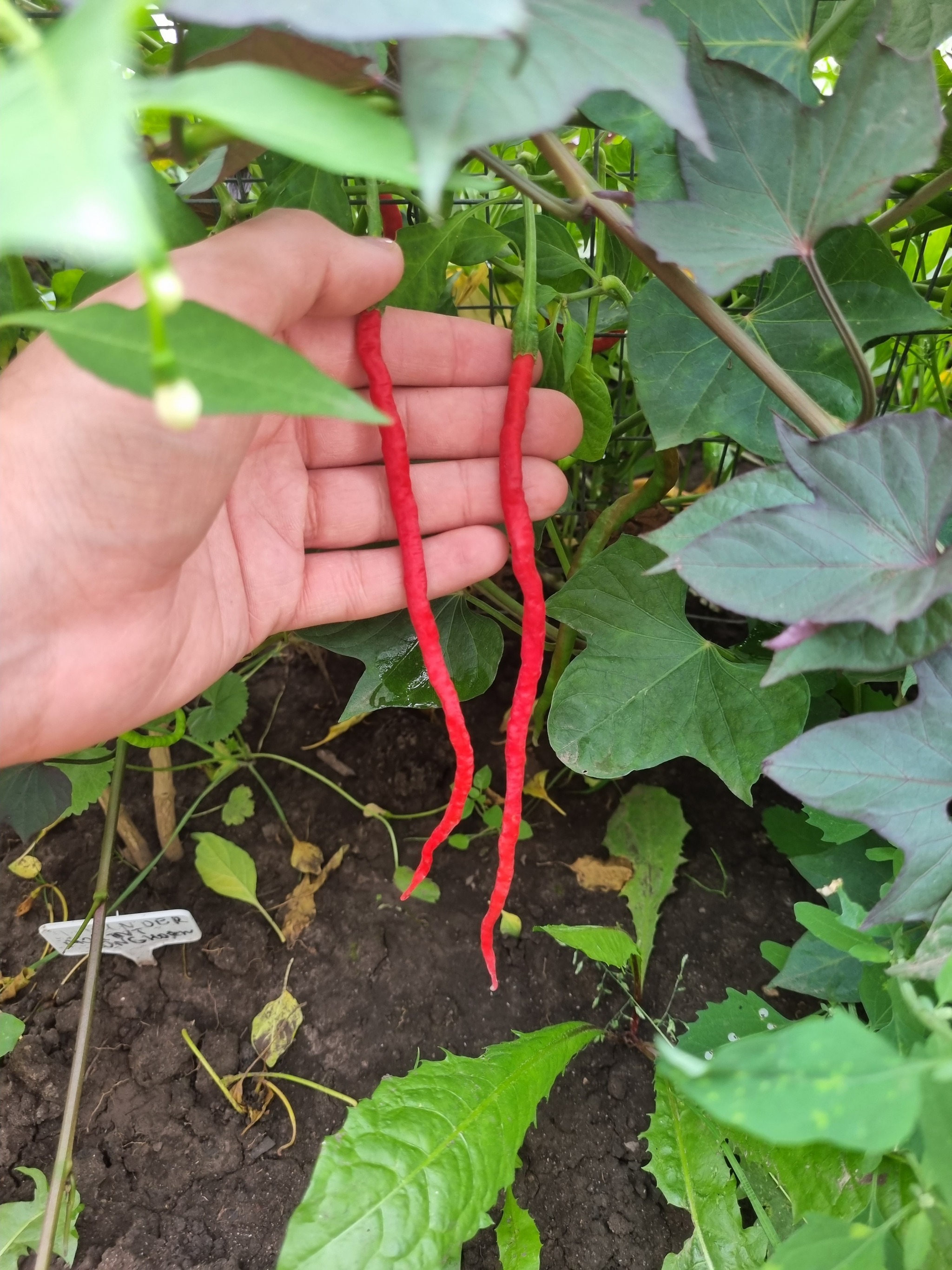 Interim results August 24 - My, Pepper, Hot peppers, Harvest, Acutely, Longpost