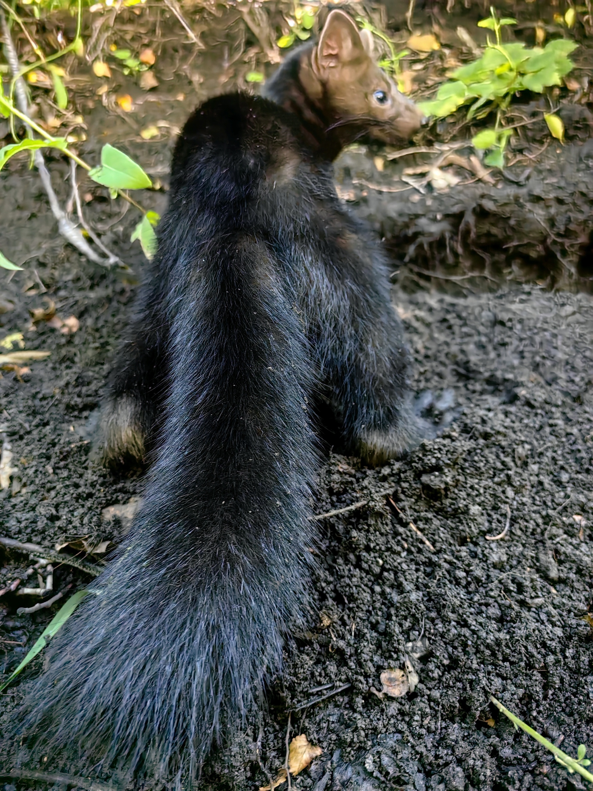 Sable Archie - My, Sable, Fluffy, Pets, Longpost