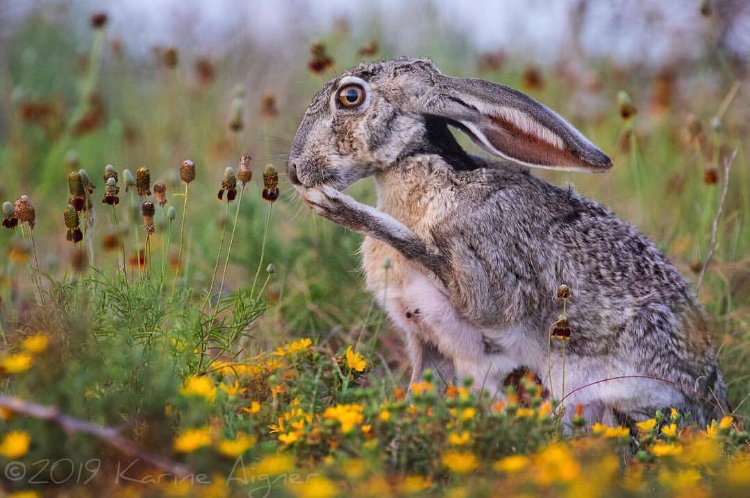 Gray bunny - Hare, Wild animals, wildlife, North America, The photo