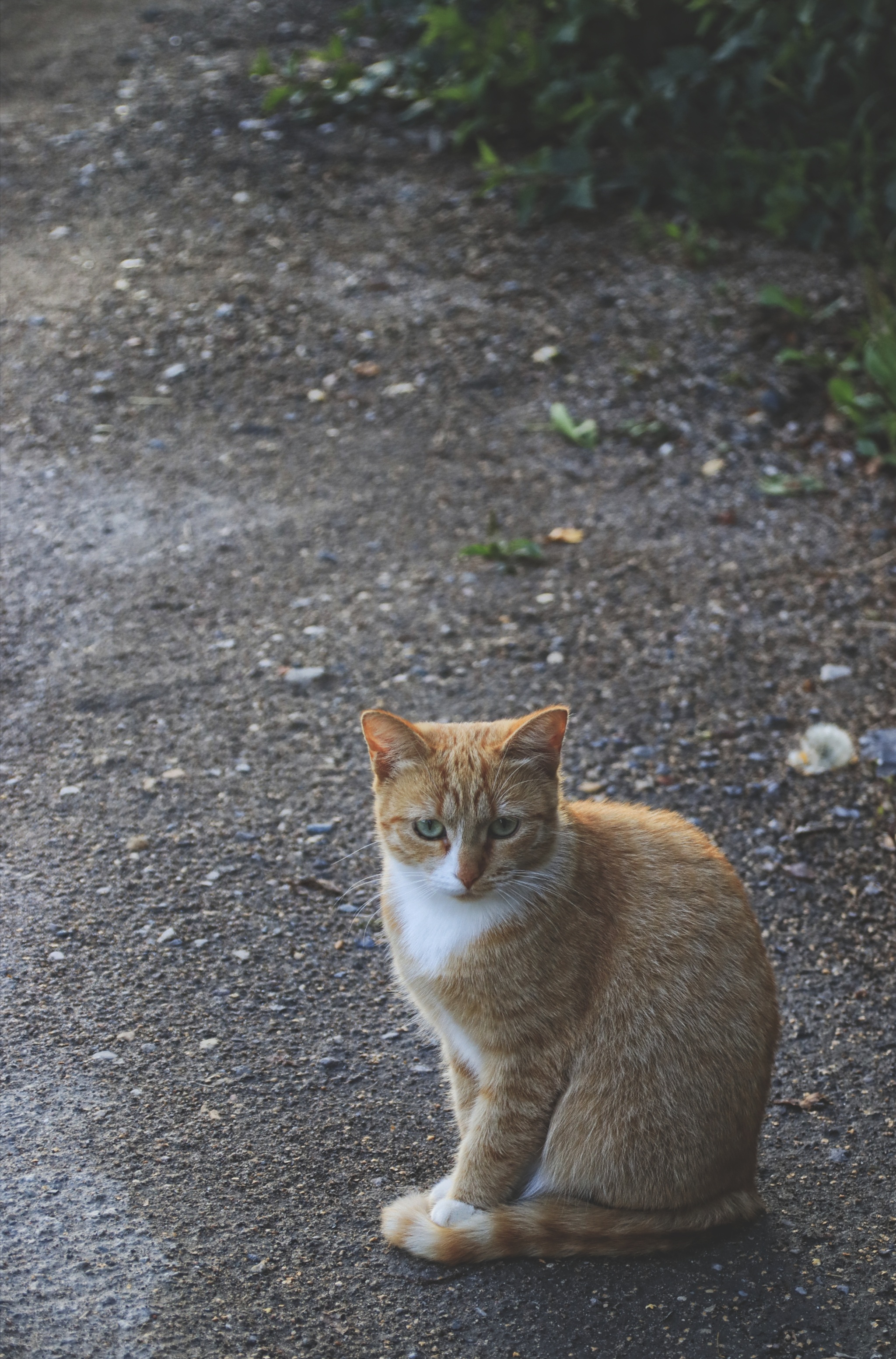 Cats and cats (4) - My, cat, Sheksna, Vologodskaya Oblast, Summer, Canon, Longpost, The photo