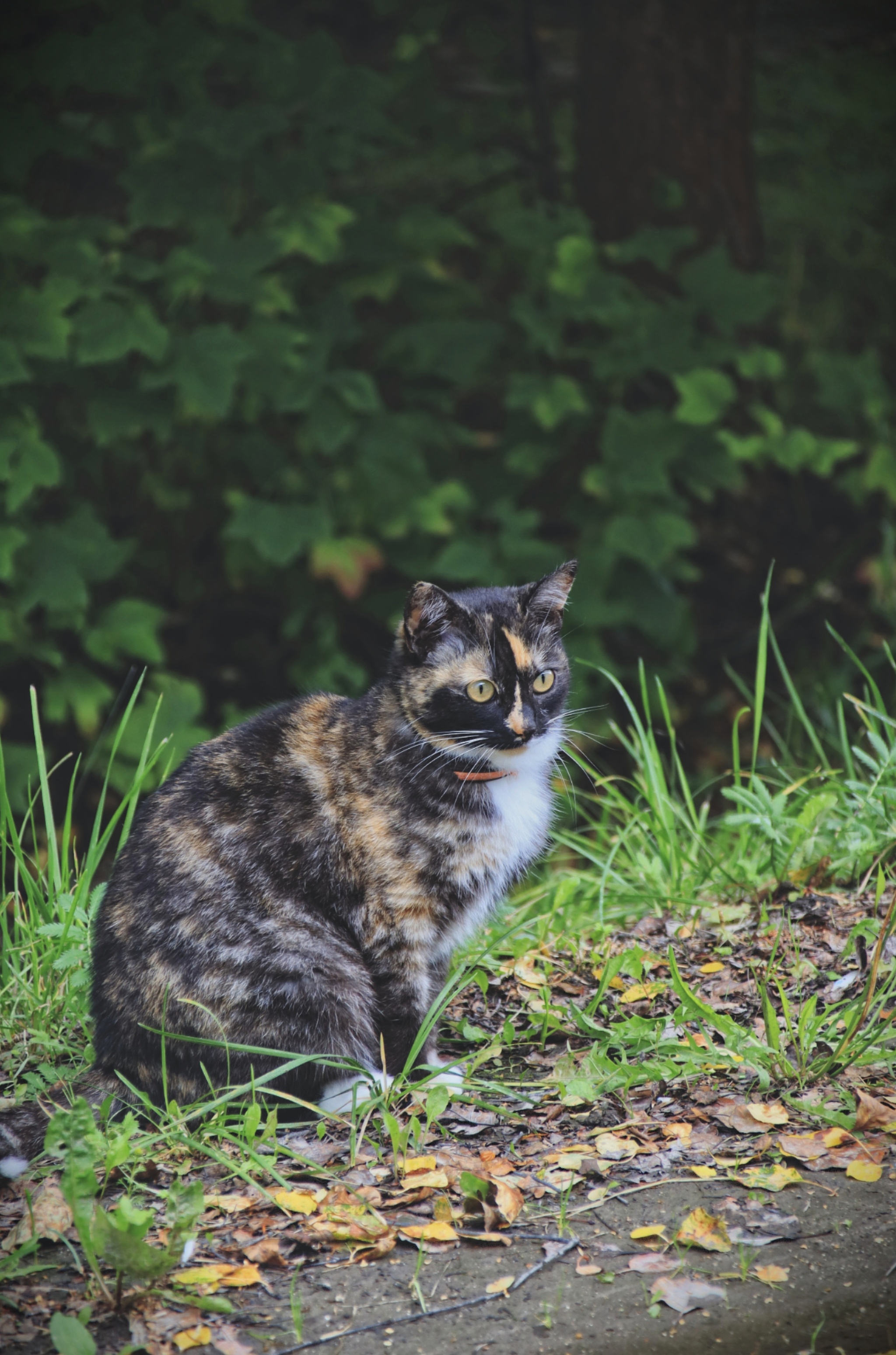 Cats and cats (4) - My, cat, Sheksna, Vologodskaya Oblast, Summer, Canon, Longpost, The photo