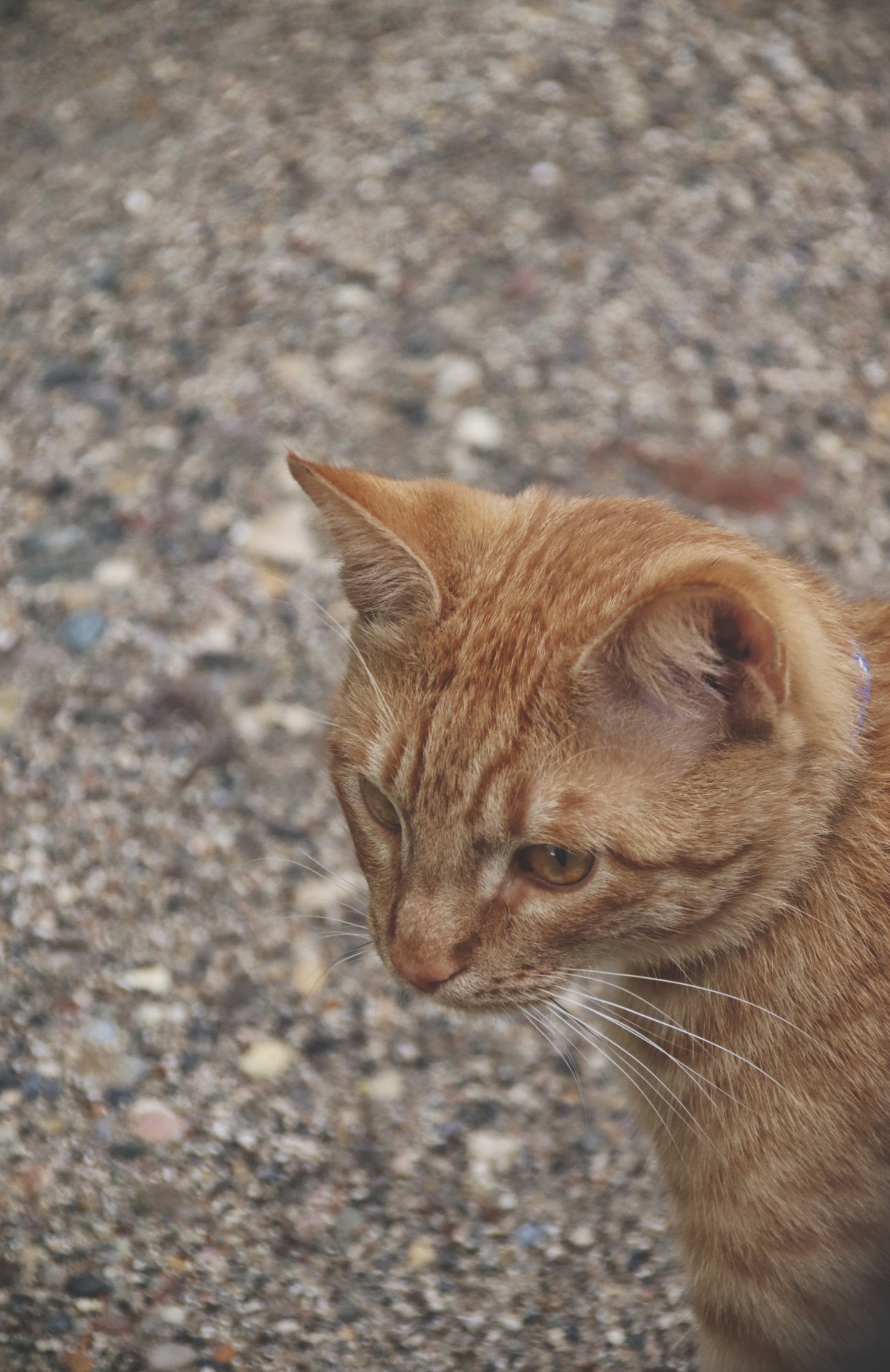 Cats and cats (4) - My, cat, Sheksna, Vologodskaya Oblast, Summer, Canon, Longpost, The photo