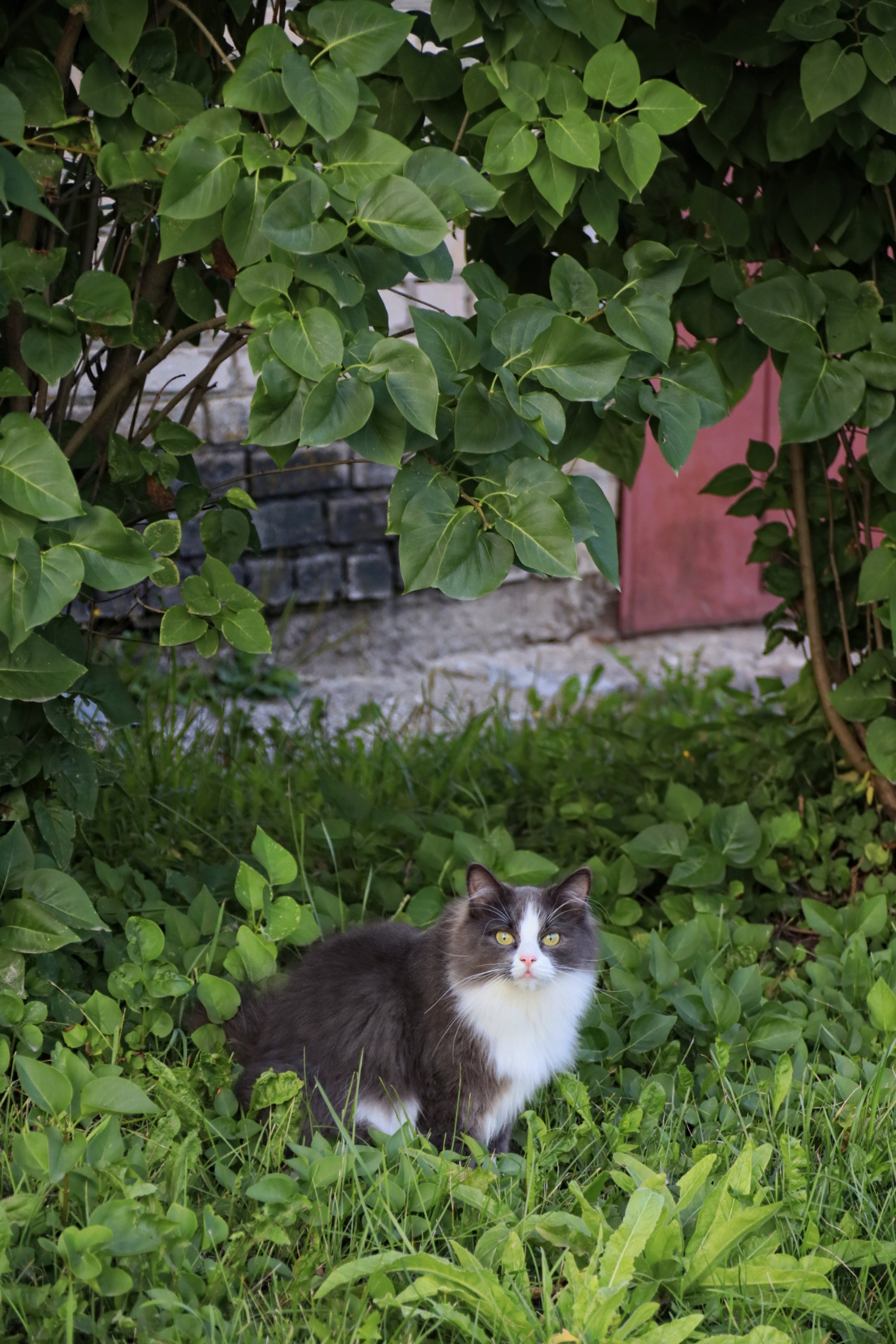 Cats and cats (4) - My, cat, Sheksna, Vologodskaya Oblast, Summer, Canon, Longpost, The photo