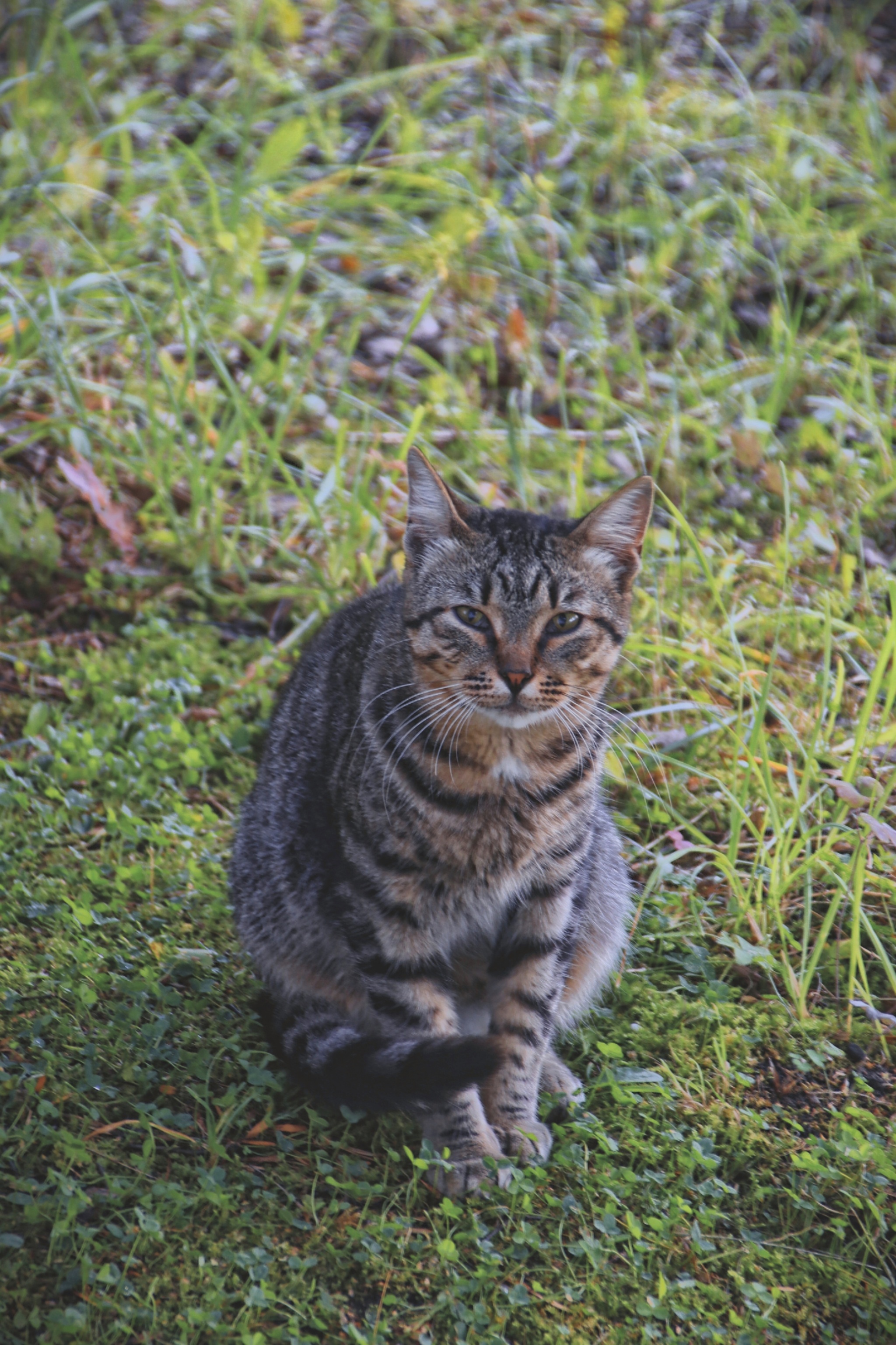 Cats and cats (4) - My, cat, Sheksna, Vologodskaya Oblast, Summer, Canon, Longpost, The photo