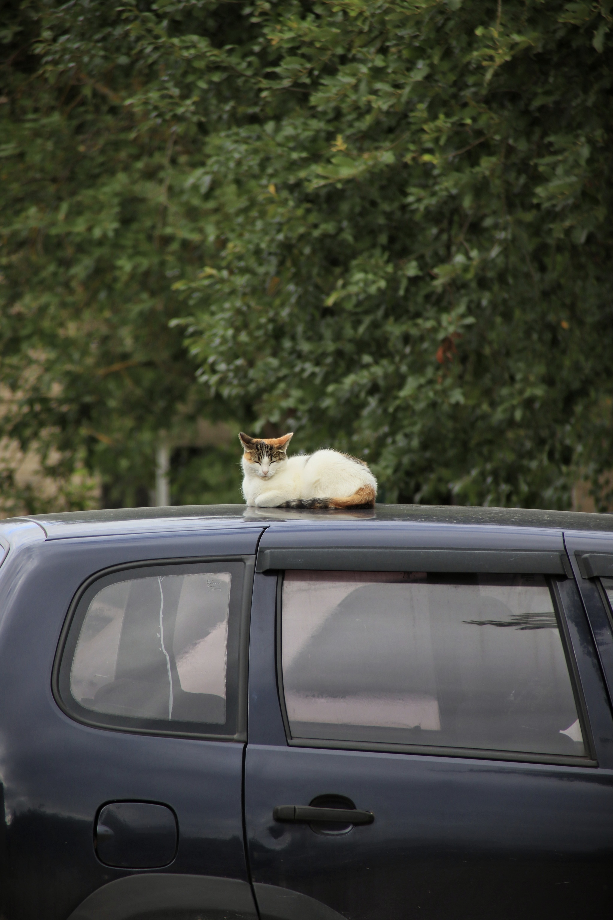 Cat (or cat) on a car (6) - My, cat, Sheksna, Vologodskaya Oblast, Summer, Longpost, Auto, The photo