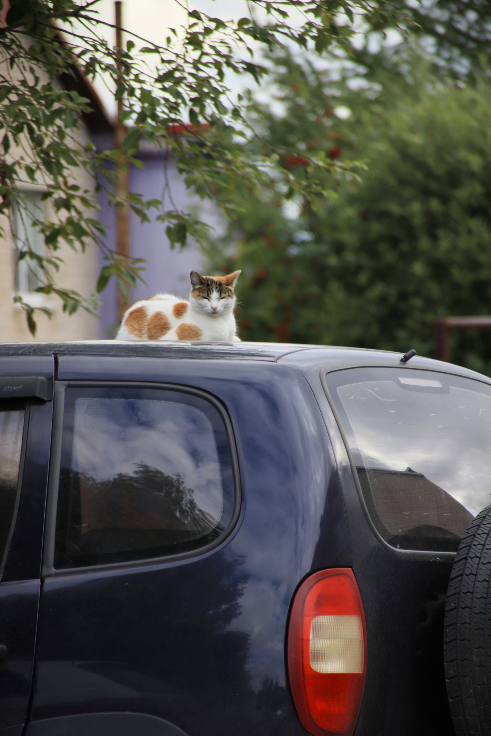 Cat (or cat) on a car (6) - My, cat, Sheksna, Vologodskaya Oblast, Summer, Longpost, Auto, The photo