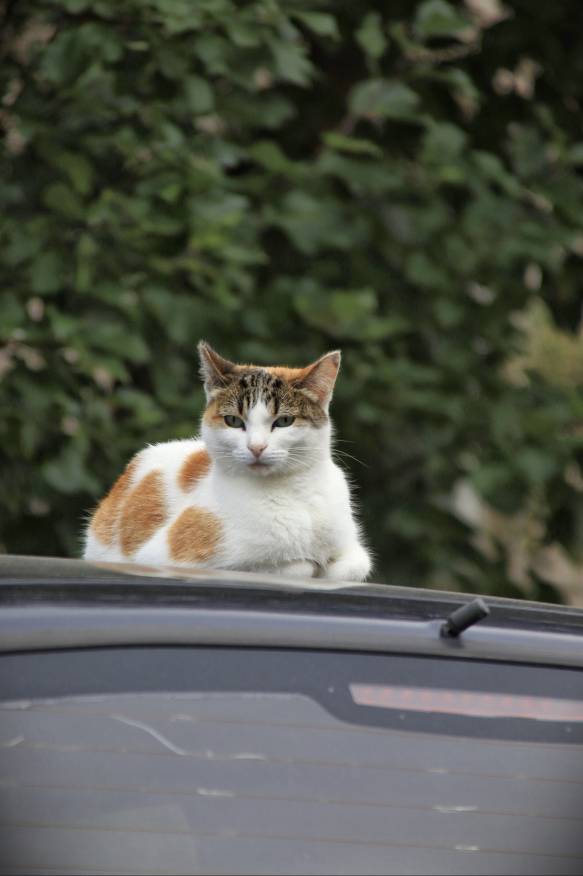 Cat (or cat) on a car (6) - My, cat, Sheksna, Vologodskaya Oblast, Summer, Longpost, Auto, The photo