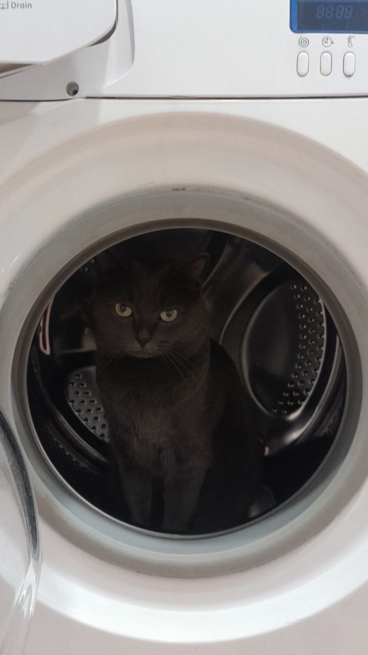 Catmonaut - My, cat, Pets, Fluffy, Pet the cat, Grey, Washing machine, Mobile photography