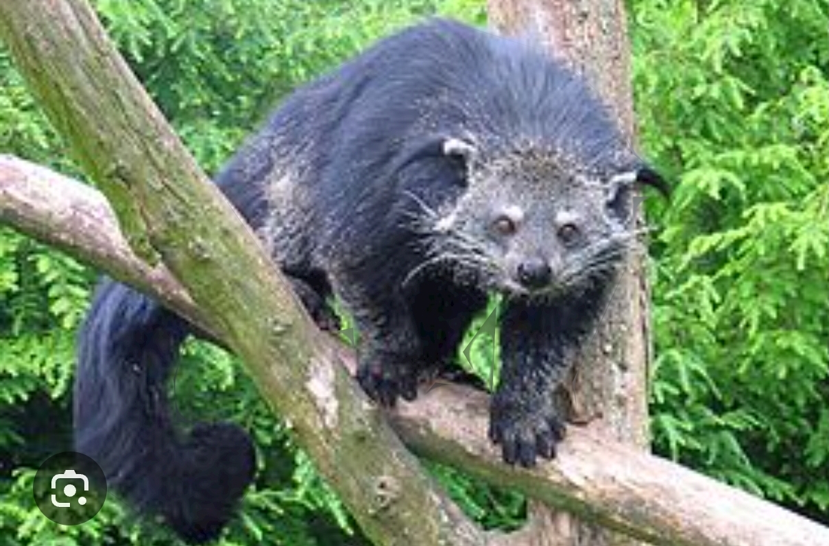 Who are binturongs and why are they called cat bears? - Animals, Habitat, wildlife, Habits, Mammals, Forest, Predatory animals, Vegetation, Pets, Nocturnal lifestyle, The Bears, cat, Protection of Nature, Zoo, Longpost, Wild animals, Binturong, Wyvernaceae