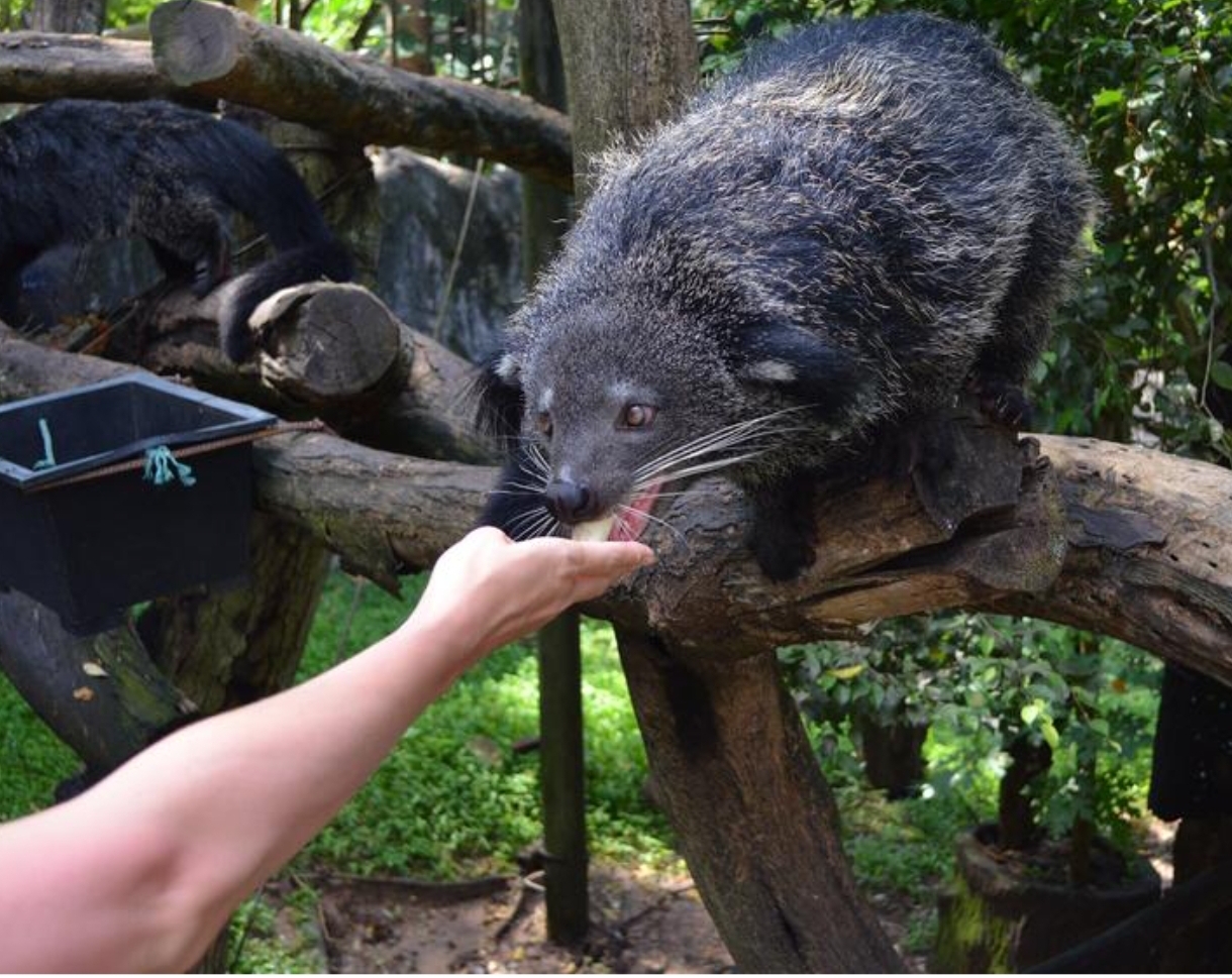 Who are binturongs and why are they called cat bears? - Animals, Habitat, wildlife, Habits, Mammals, Forest, Predatory animals, Vegetation, Pets, Nocturnal lifestyle, The Bears, cat, Protection of Nature, Zoo, Longpost, Wild animals, Binturong, Wyvernaceae