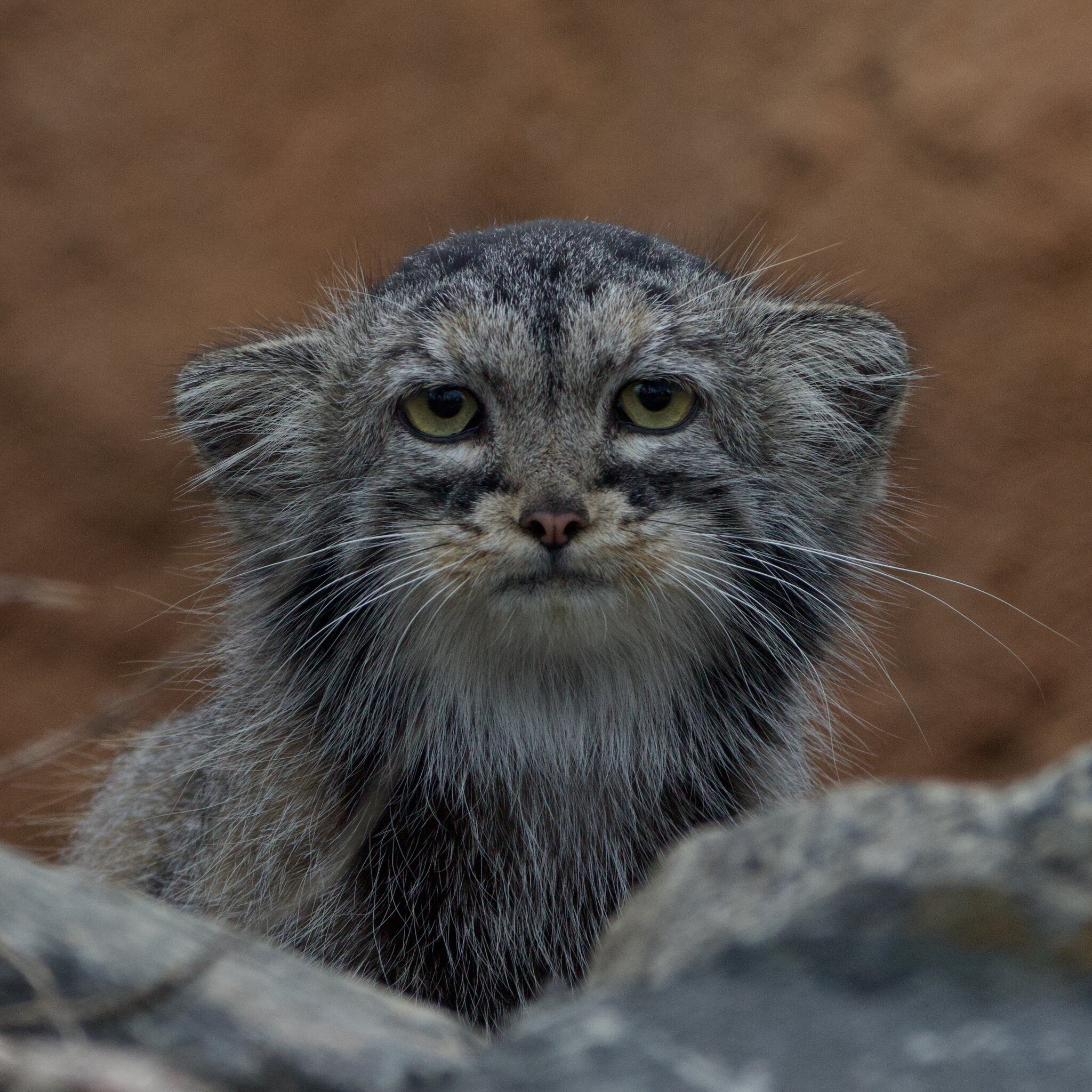 Our Nesmeyasha - Wild animals, Predatory animals, Cat family, Small cats, Zoo, Pallas' cat, The photo