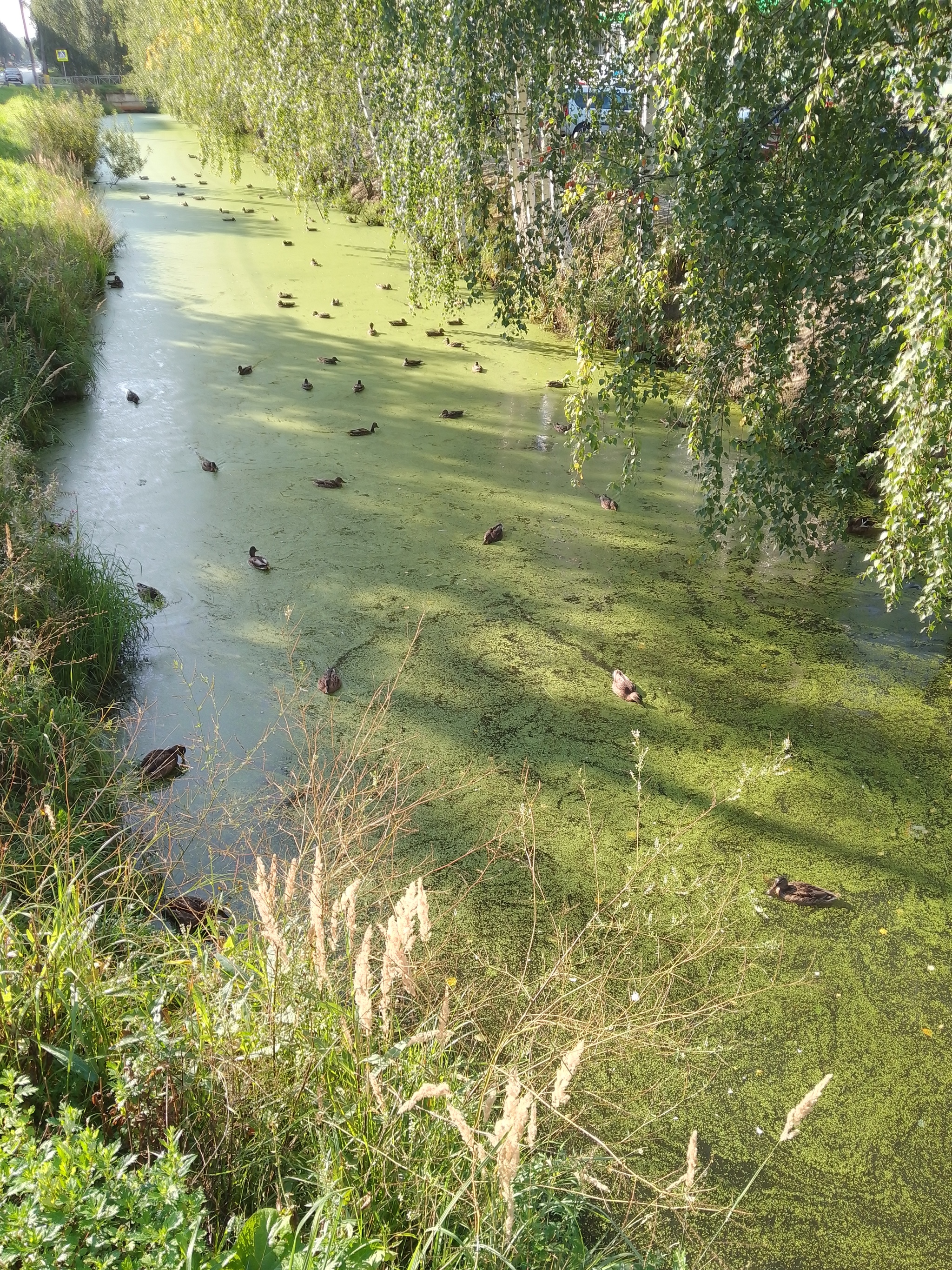 Ducks in N-Novgorod - My, Duck, Mobile photography, Longpost