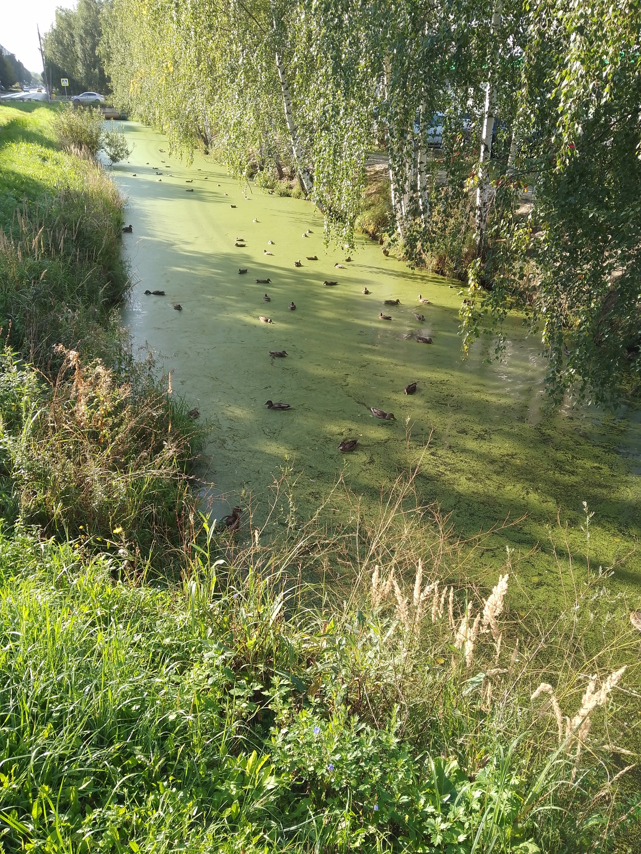 Ducks in N-Novgorod - My, Duck, Mobile photography, Longpost