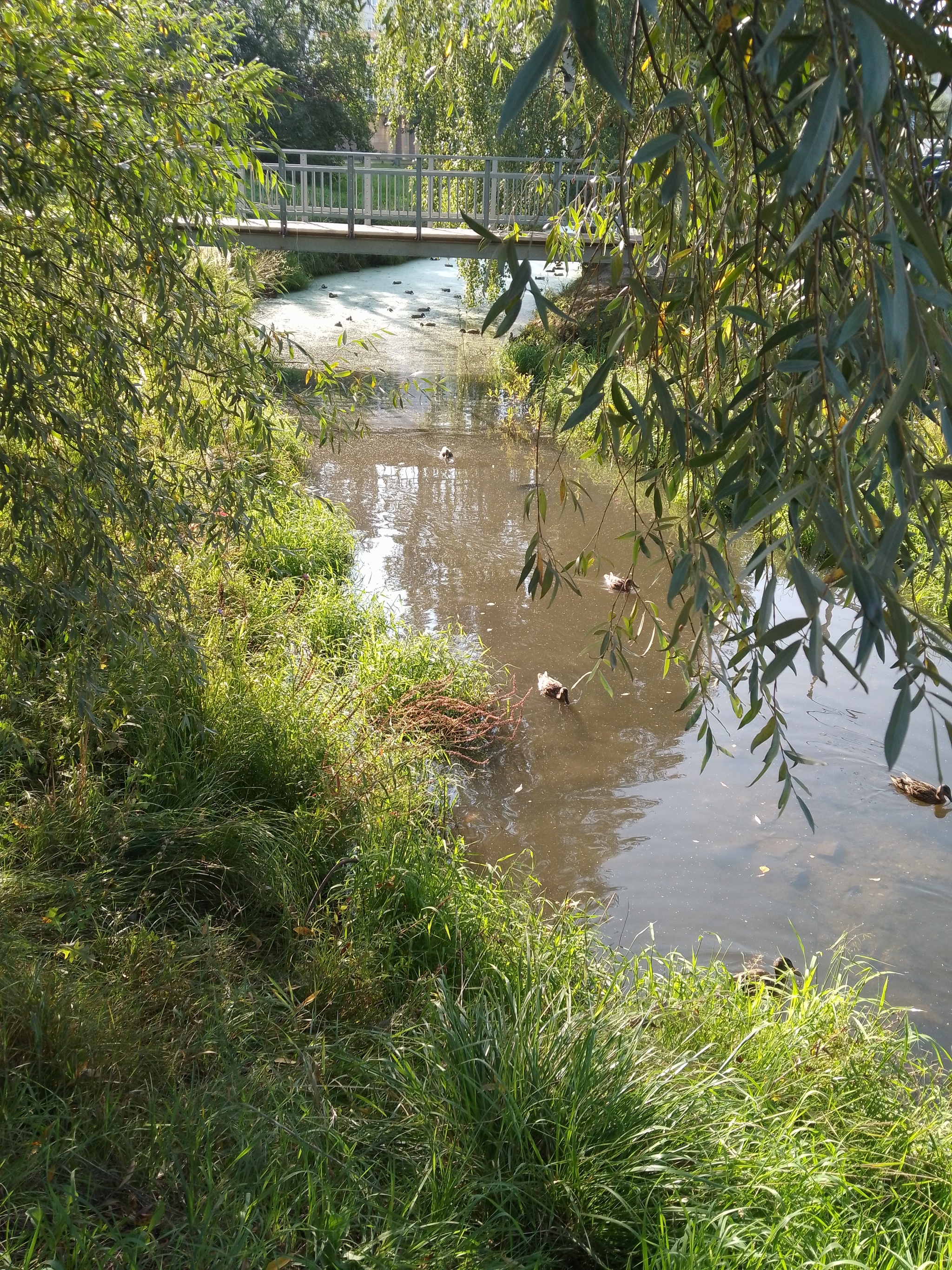 Ducks in N-Novgorod - My, Duck, Mobile photography, Longpost