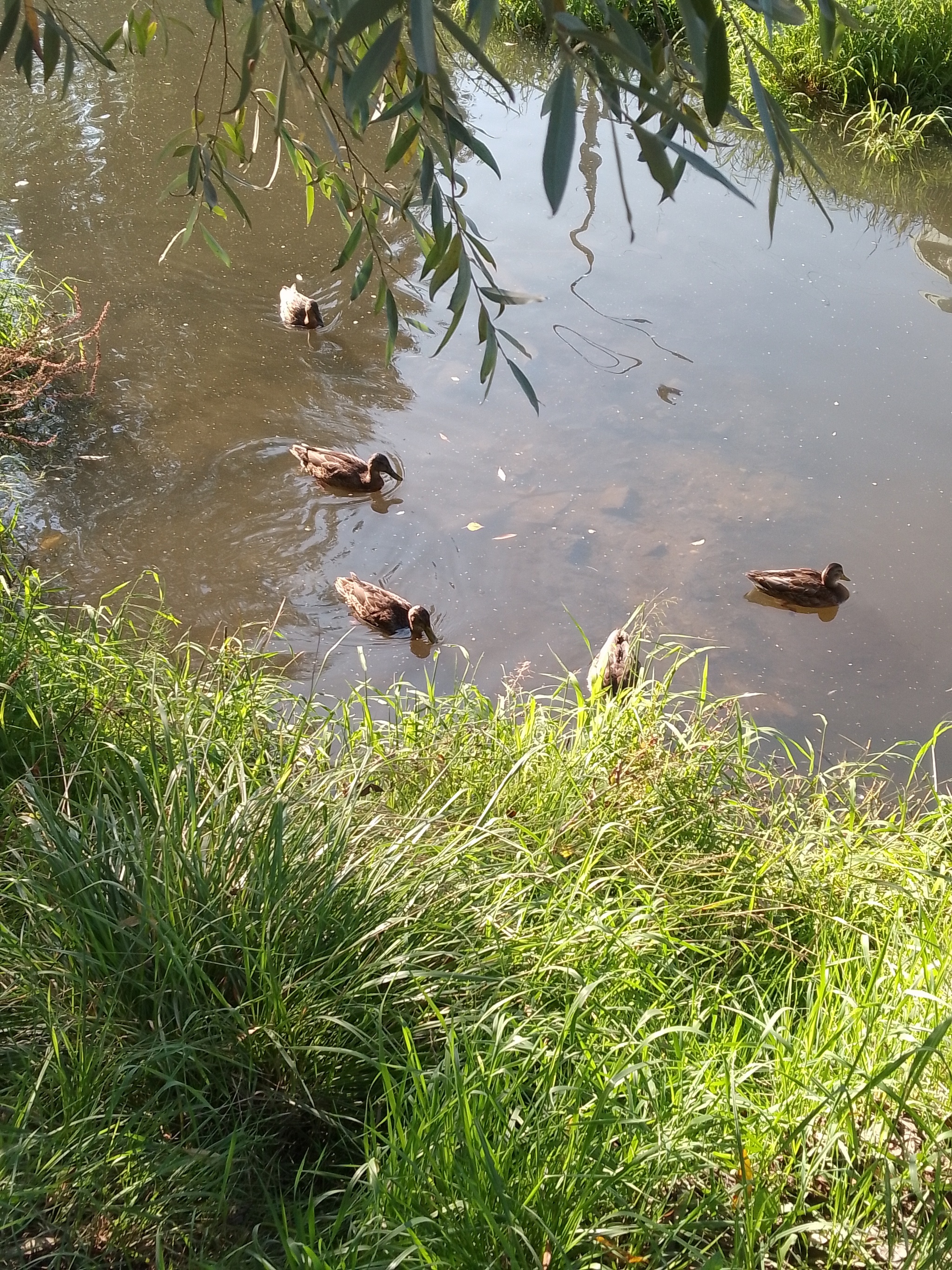 Ducks in N-Novgorod - My, Duck, Mobile photography, Longpost