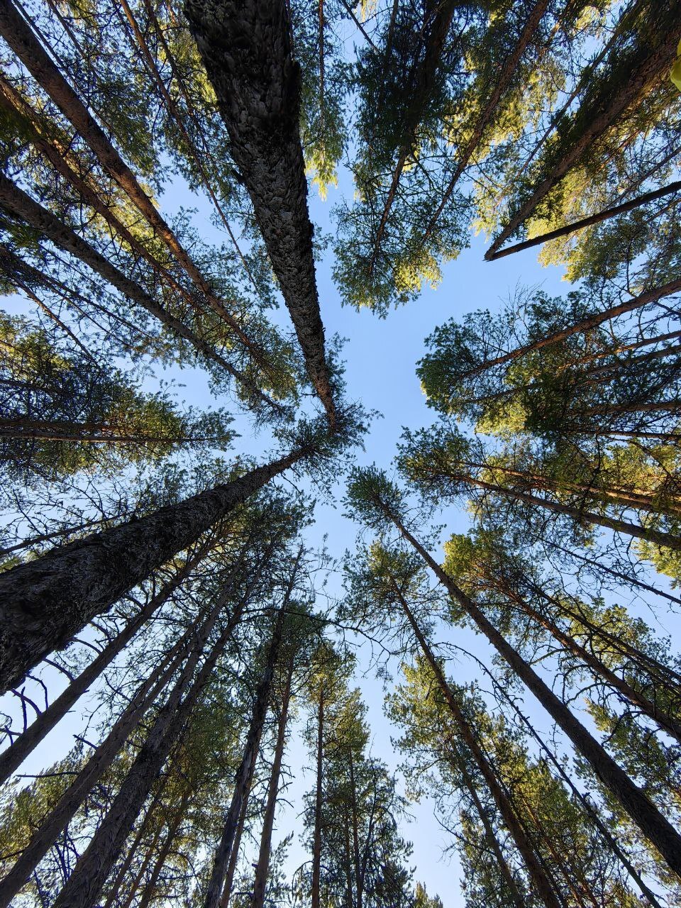 How I walked through the forests - My, Forest, Travels, Friday tag is mine, Arkhangelsk region, Longpost