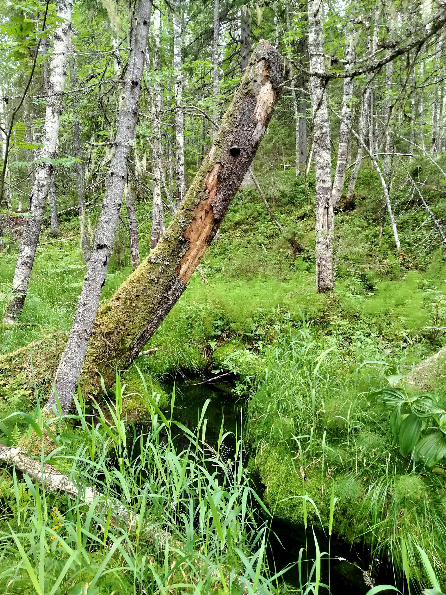 How I walked through the forests - My, Forest, Travels, Friday tag is mine, Arkhangelsk region, Longpost