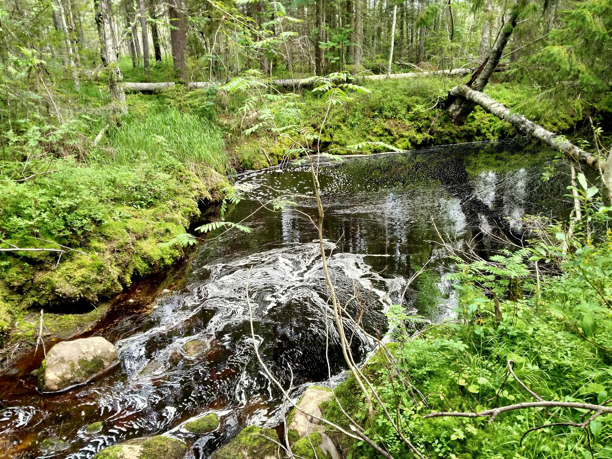 How I walked through the forests - My, Forest, Travels, Friday tag is mine, Arkhangelsk region, Longpost