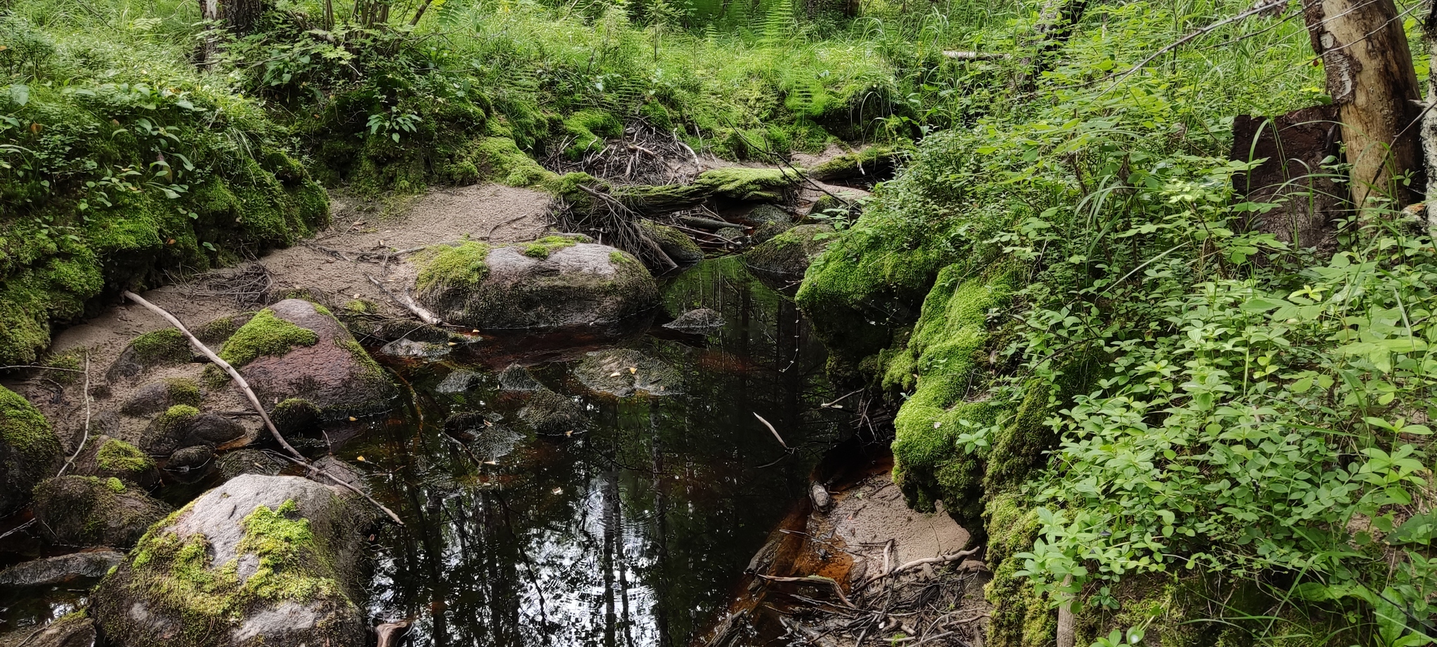 How I walked through the forests - My, Forest, Travels, Friday tag is mine, Arkhangelsk region, Longpost