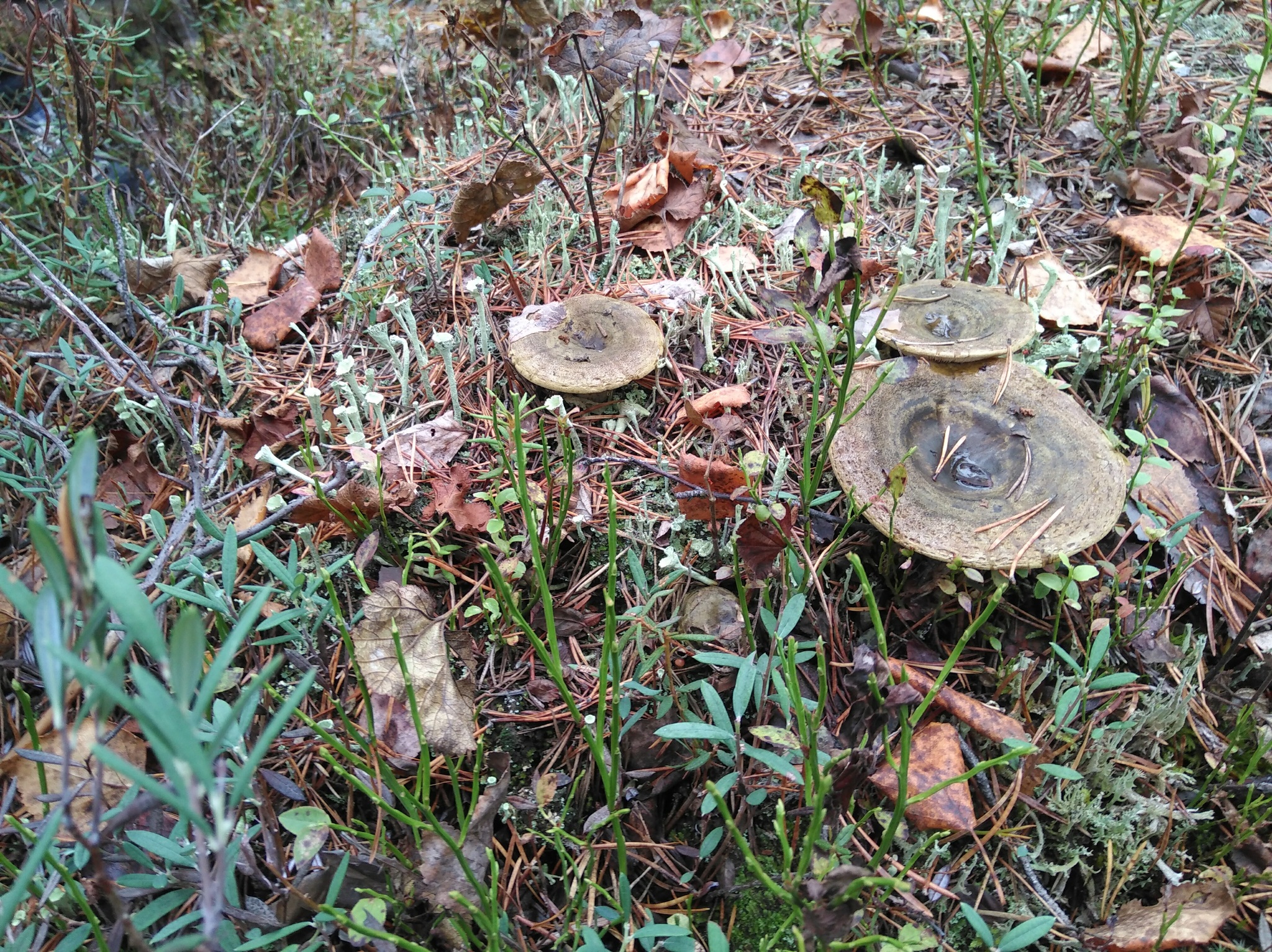 How I walked through the forests - My, Forest, Travels, Friday tag is mine, Arkhangelsk region, Longpost